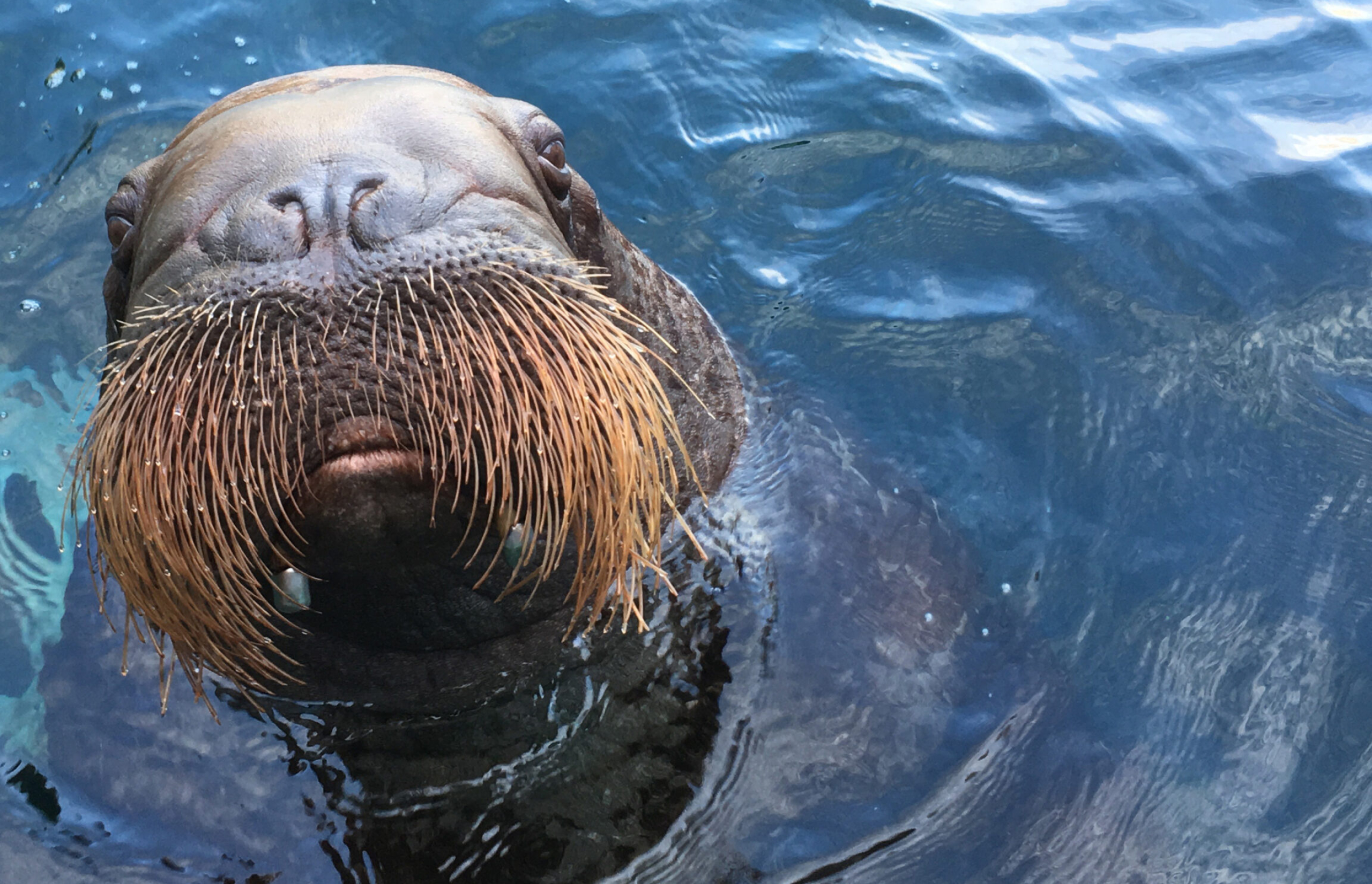 Marine mammal research, Walrus wonder, Oceanic exploration, Wildlife preservation, 2560x1650 HD Desktop