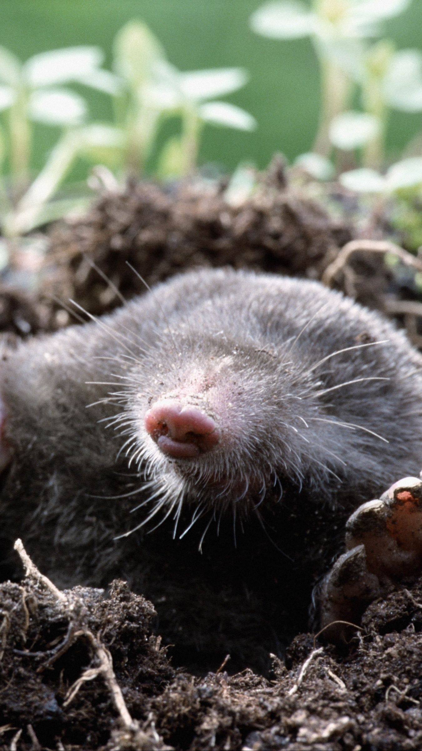 Mole species, Mole family, Mole classification, Animal kingdom, 1350x2400 HD Handy