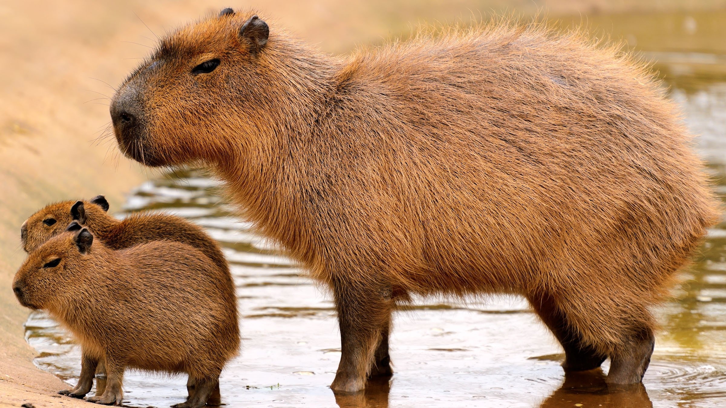 Capybara, Large rodent, Brazilian wildlife, The largest rodent, 2400x1350 HD Desktop