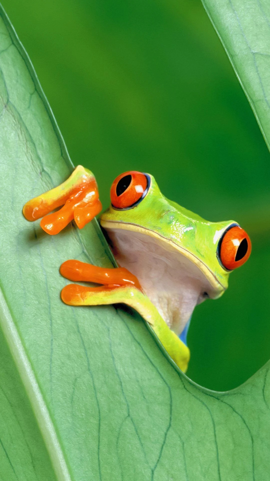 Beautiful tree frog, Vibrant red-eyed frog, Nature's marvels, Wallpaper access, 1080x1920 Full HD Handy