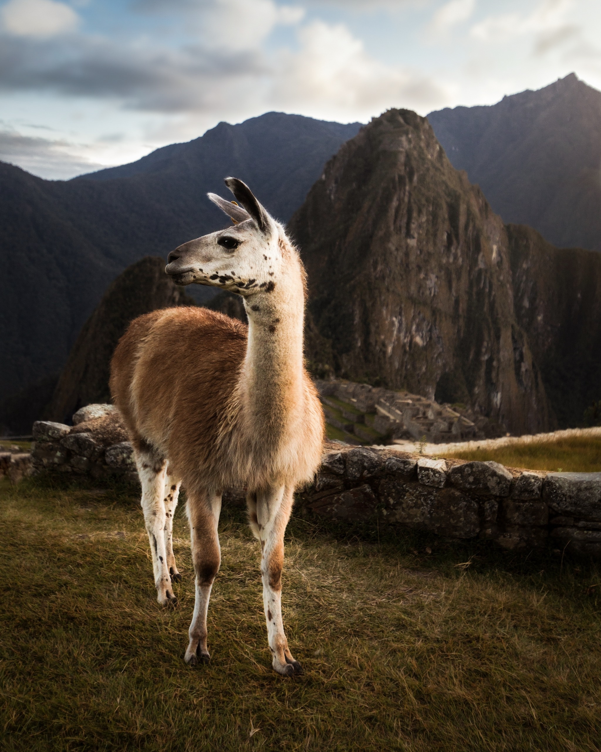 Peruvian Andes, Lama, Bilder, Kostenlos downloaden, 2050x2560 HD Phone