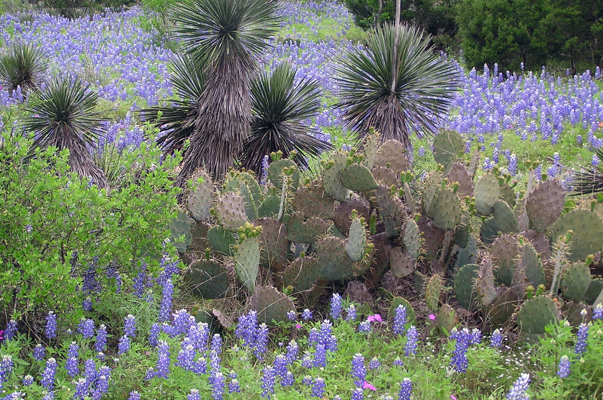 Cactus and yucca in Texas Hill Country, Cofran's portal, Nature's diversity, Desert flora, 2000x1330 HD Desktop