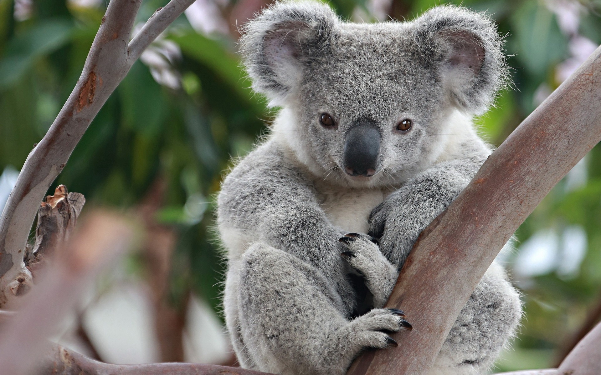 Koala, Animals, Cute, Wildlife, 1920x1200 HD Desktop