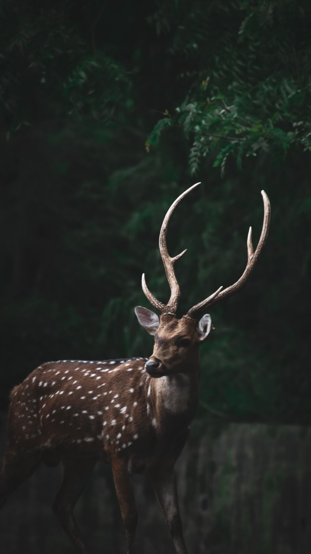 Best deer wallpapers, Breathtaking images, Nature's beauty, Majestic animals, 1080x1920 Full HD Handy