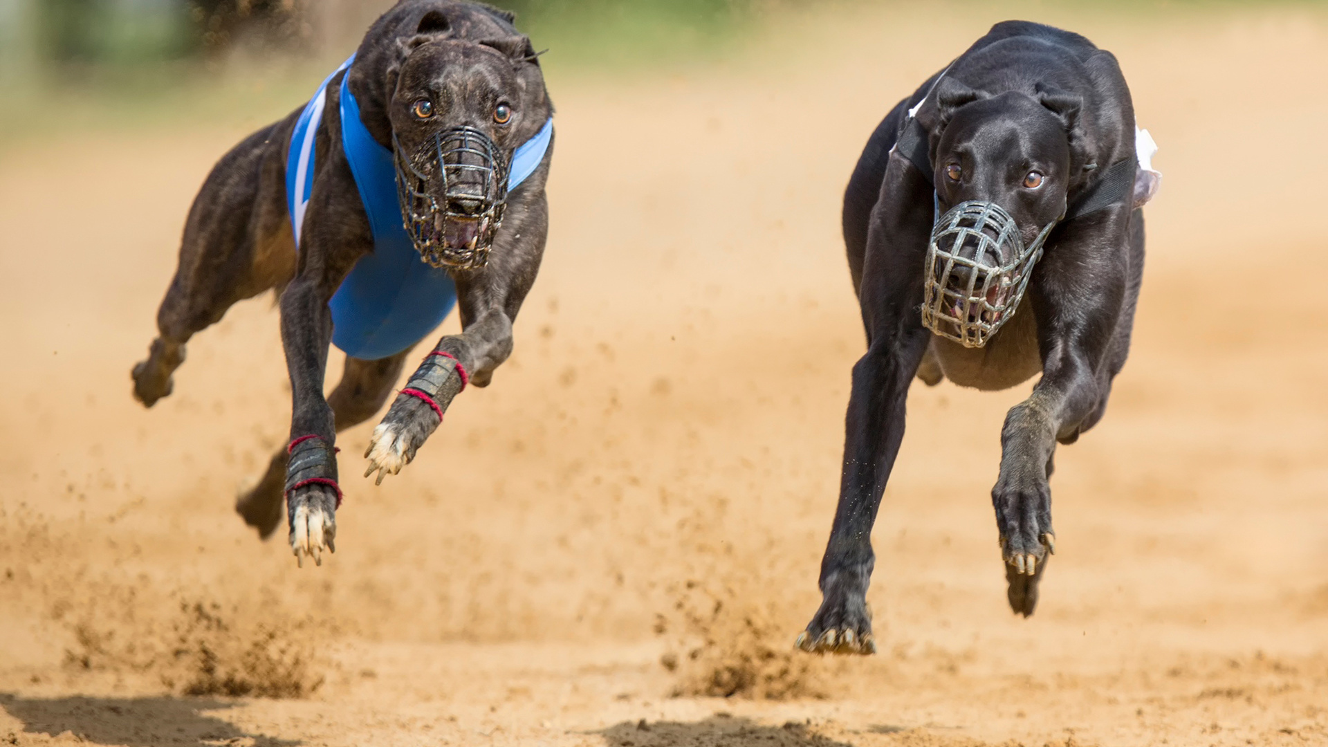 Dog Sports: Greyhounds, Racing Dogs, American Kennel Club. 1920x1080 Full HD Wallpaper.
