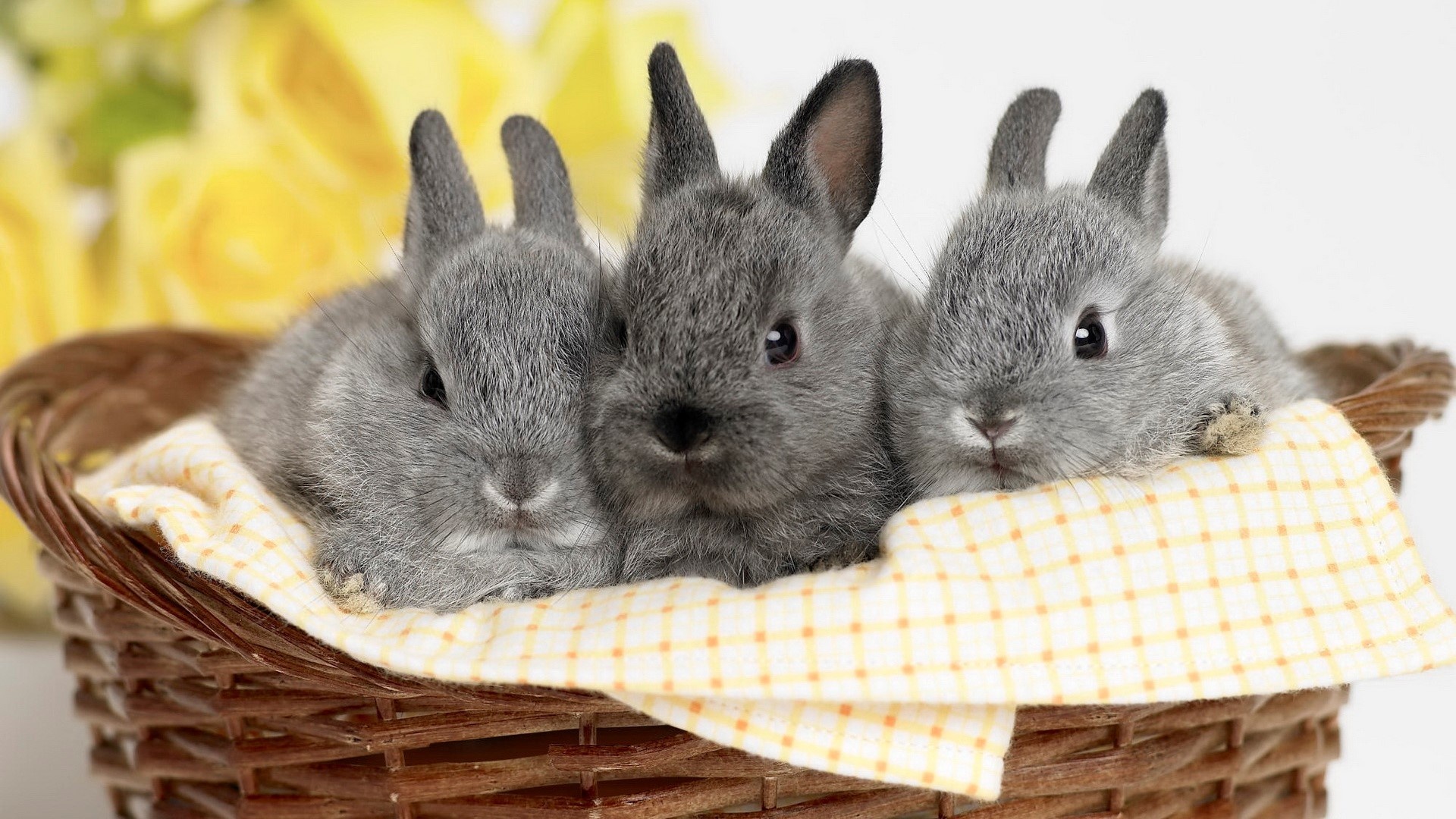 Bunny: Bunnies, First used for their food and fur by the Romans. 1920x1080 Full HD Background.
