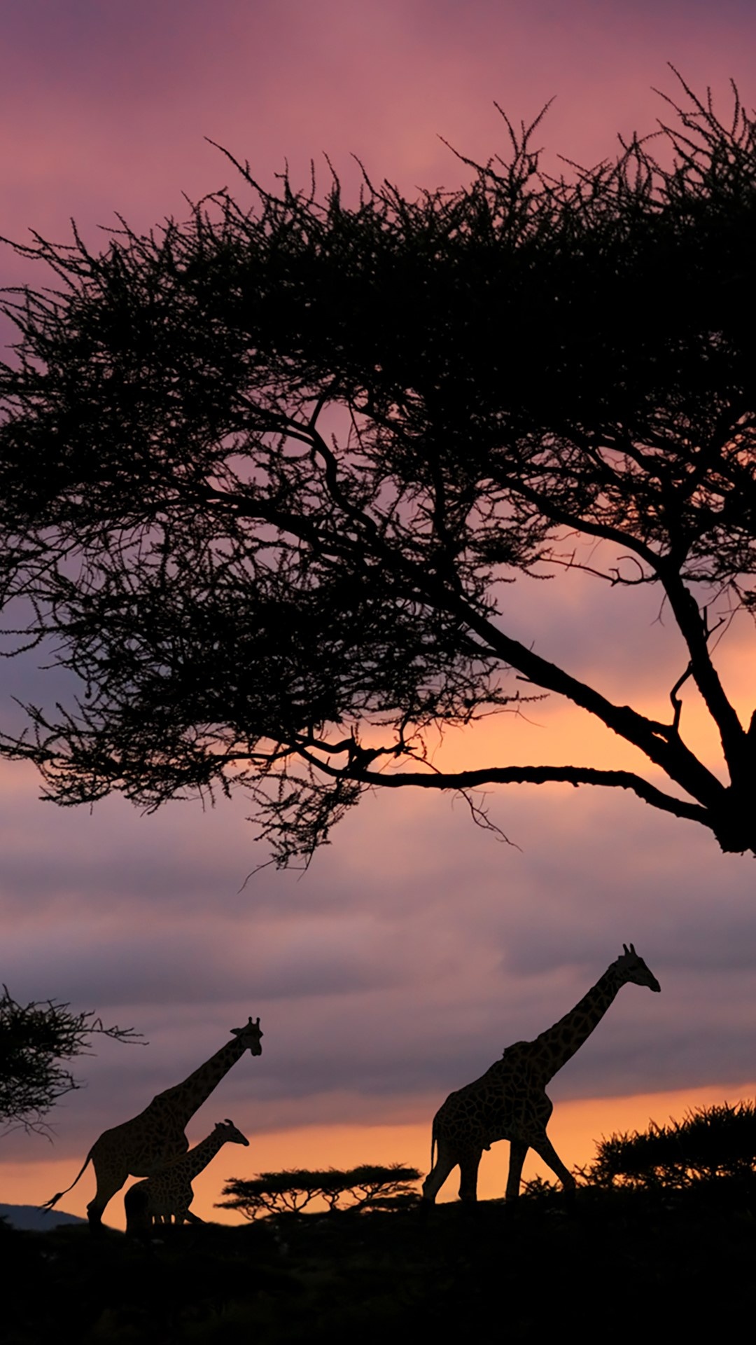 Spektakulärer Sonnenuntergang in der Serengeti, 1080x1920 Full HD Handy