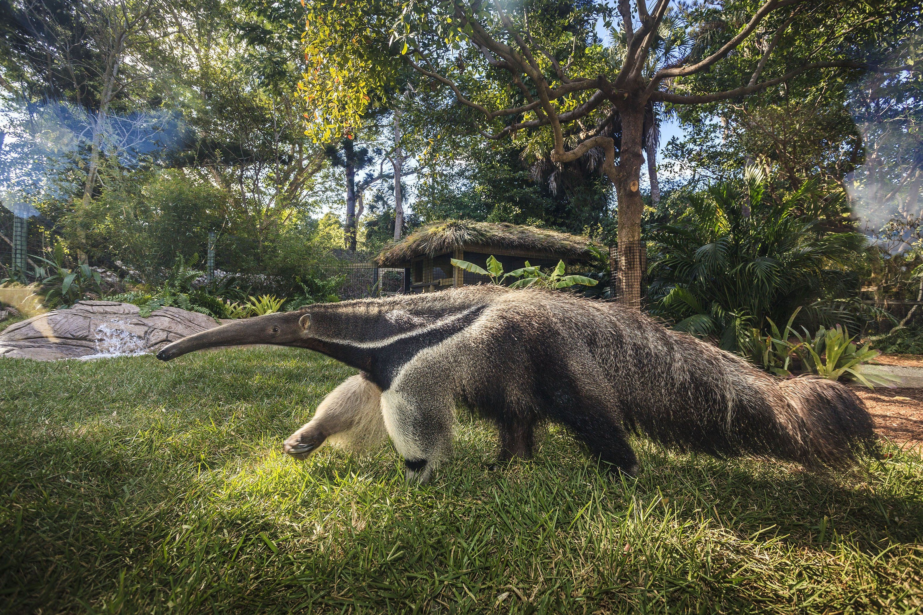 Anteater, Top free backgrounds, Wildlife, Mammals, 3150x2100 HD Desktop