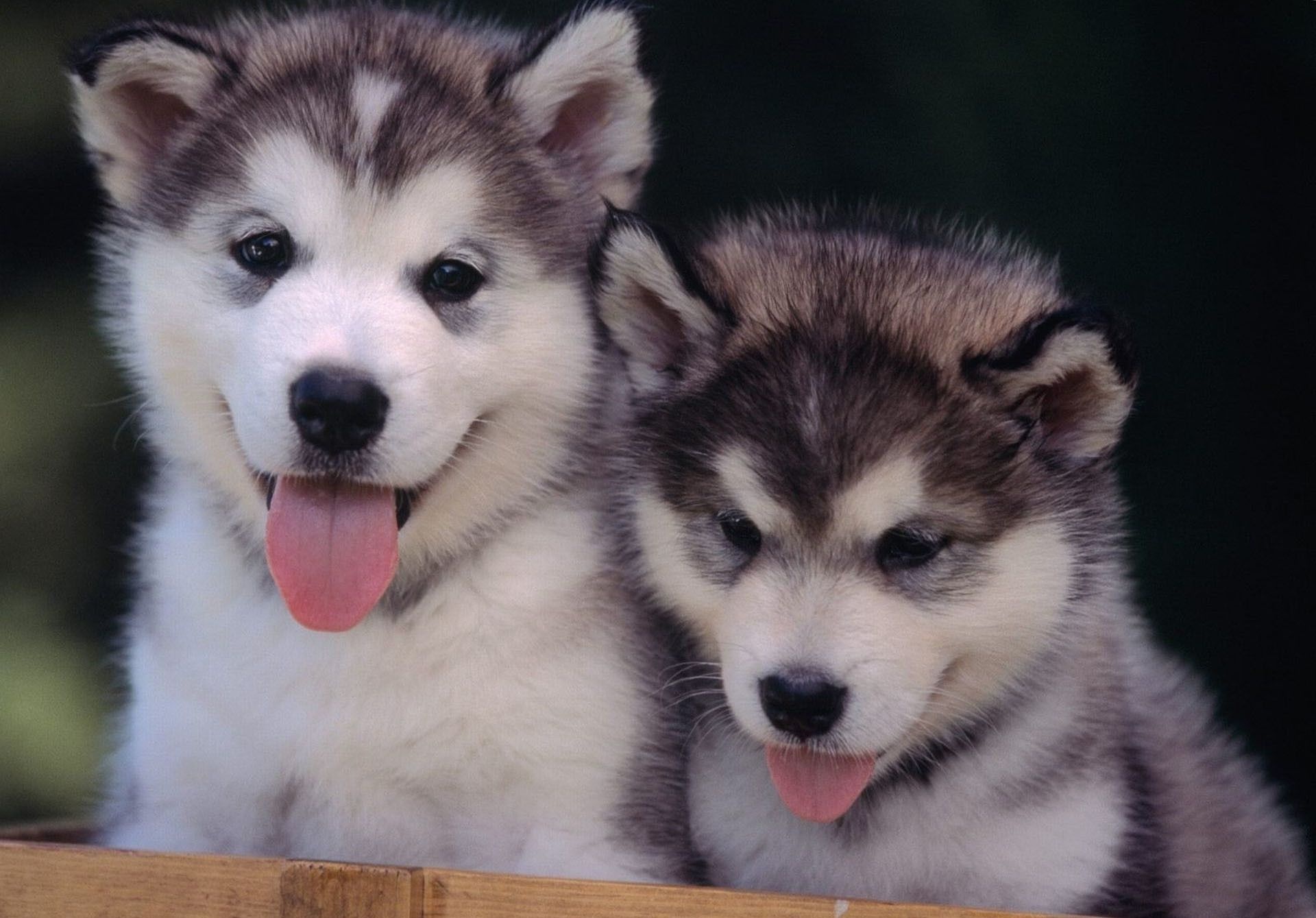 Husky puppies wallpapers, Charming images, Cute puppies, Playful canines, 1920x1340 HD Desktop