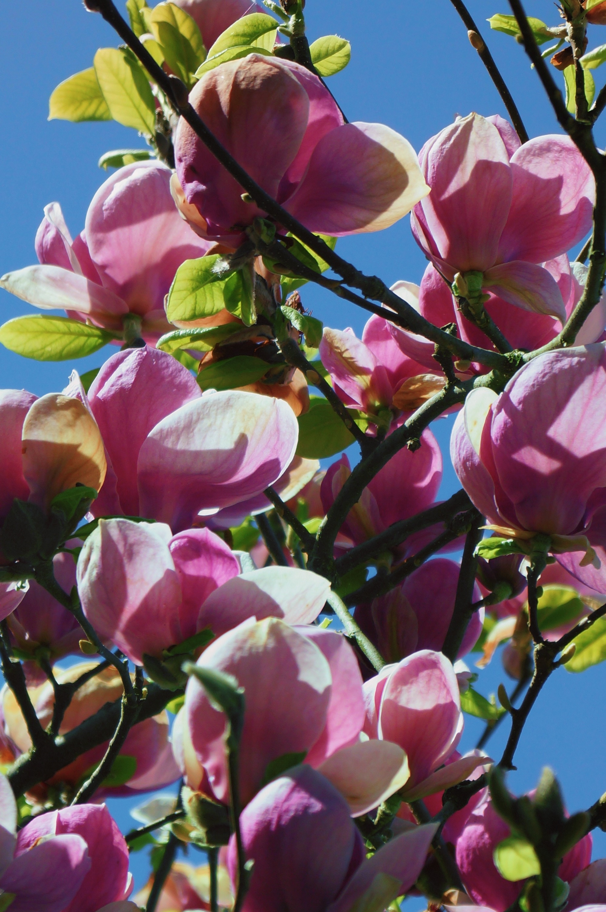 Blossom Spring, Magnolia Bud, Bloom, Free Image, 2000x3010 HD Phone