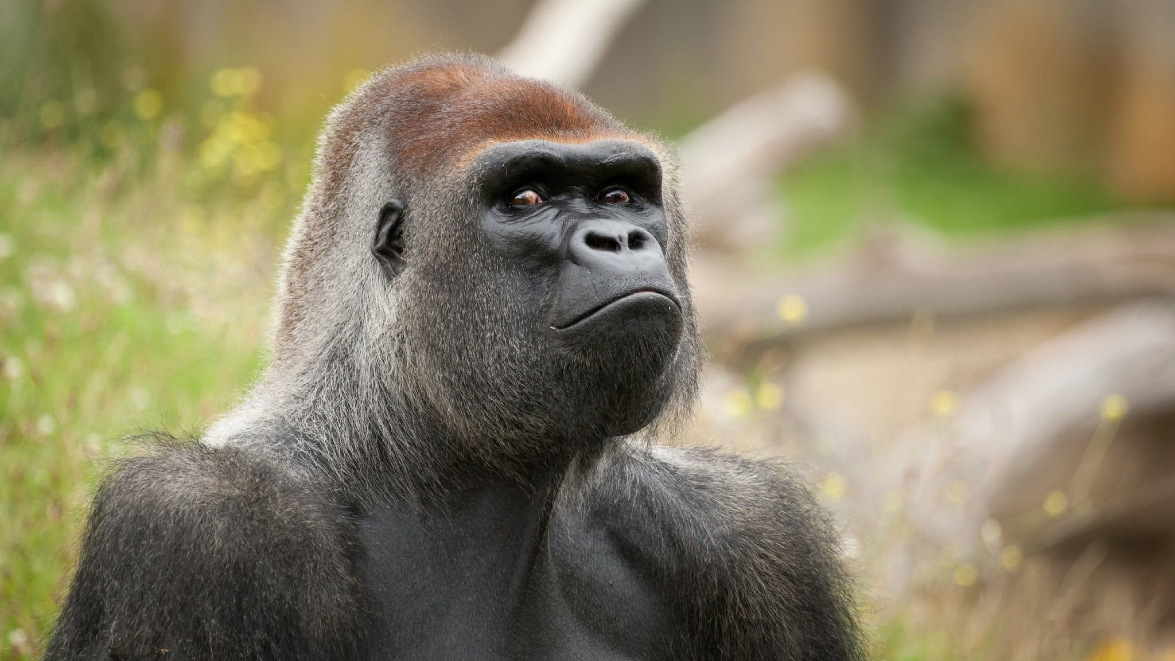 Angry gorilla, Intense expression, Striking wallpaper, Powerful creature, 3840x2160 4K Desktop