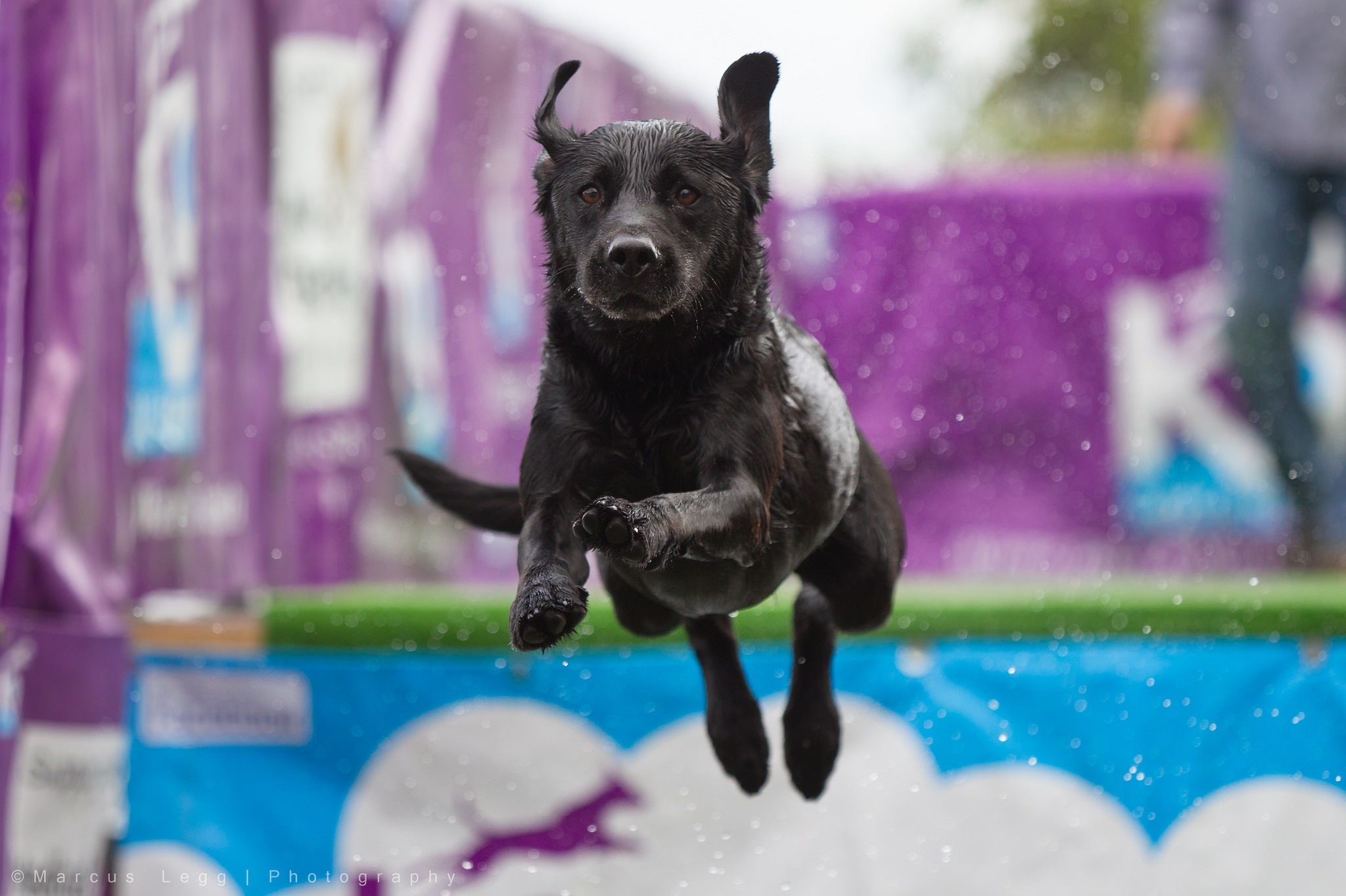 Dog Sports: Running, Agility obstacles, Single Jump. 2050x1370 HD Background.