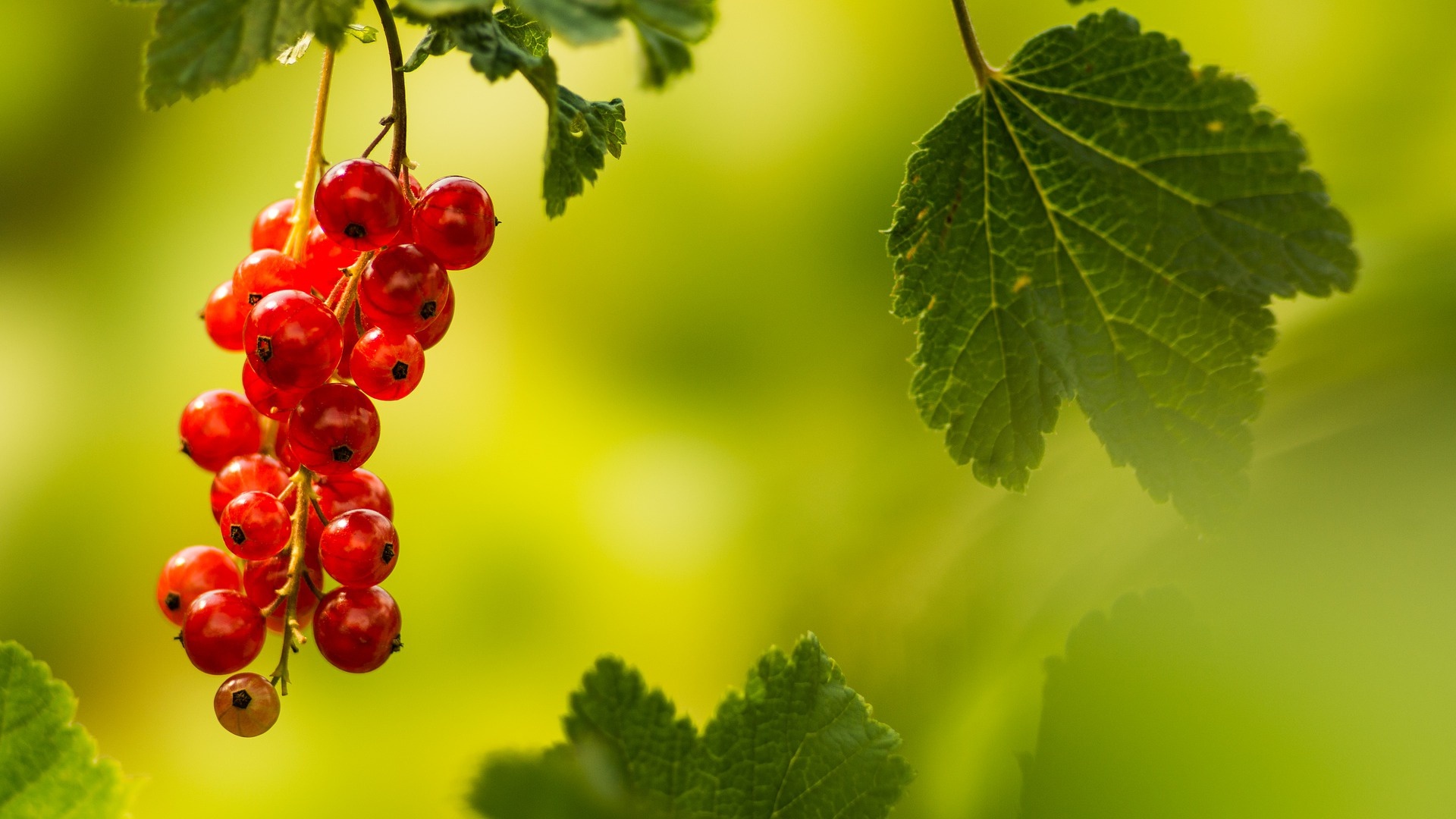Juicy currants, Mouthwatering treat, Berrylicious delight, Nature's candy, 1920x1080 Full HD Desktop