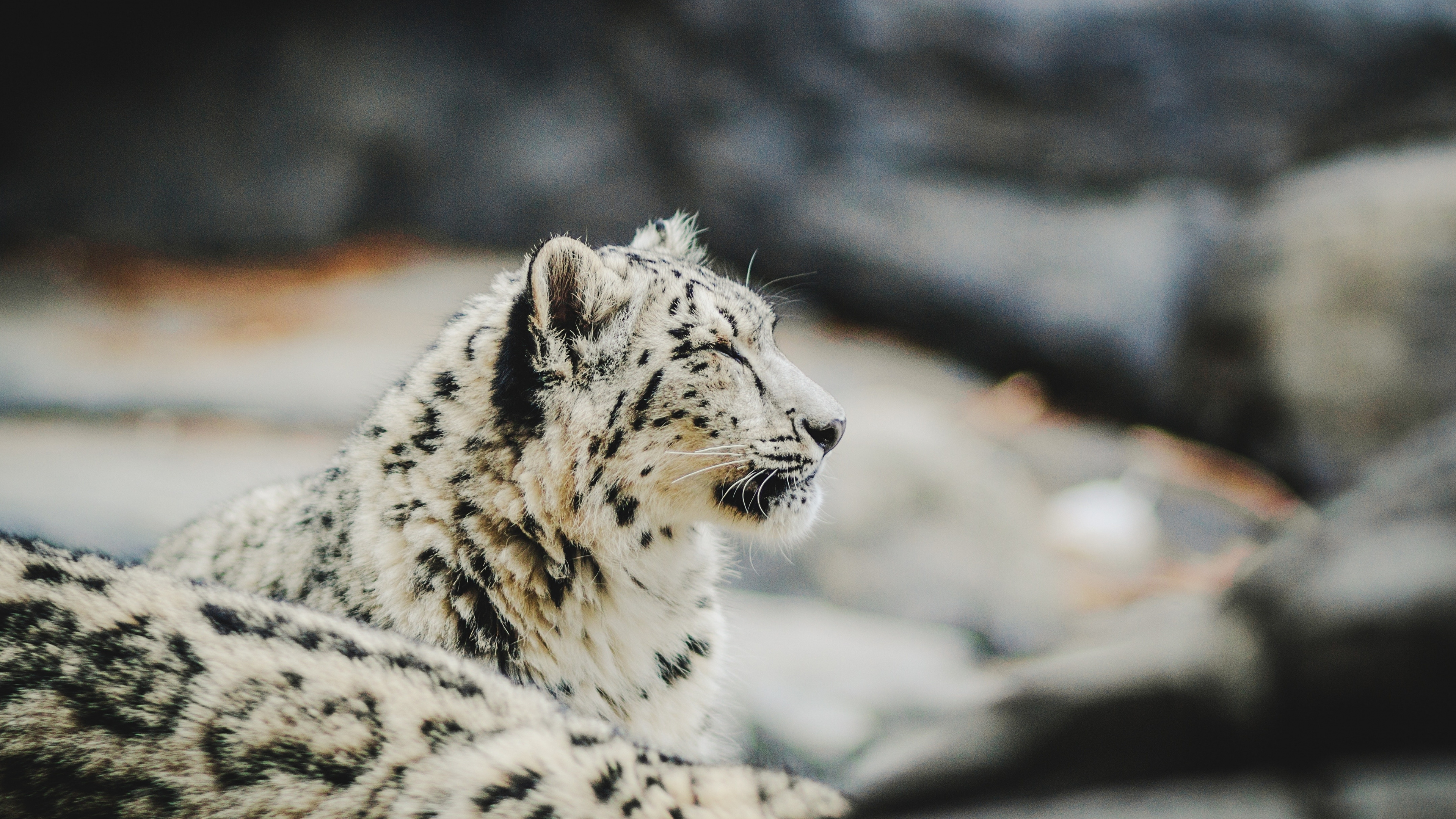 Zoo relaxed snow leopard, Predator 4k wallpaper, Uhd wallpaper, 3840x2160 4K Desktop
