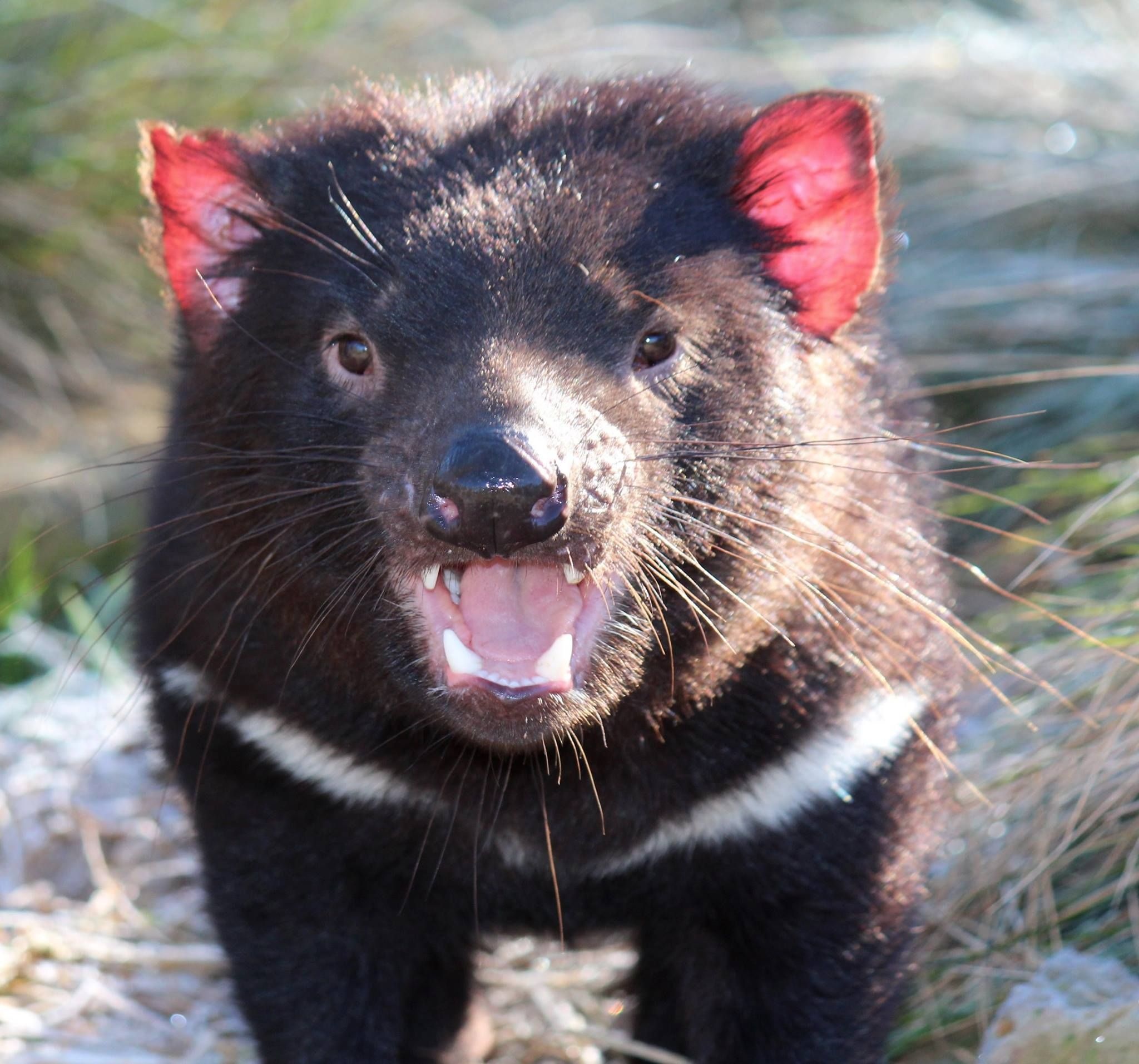 Endangered Tasmanian Devil, Tasmanian Devil conservation, Wildthing pin, Australian wildlife protection, 2050x1920 HD Desktop