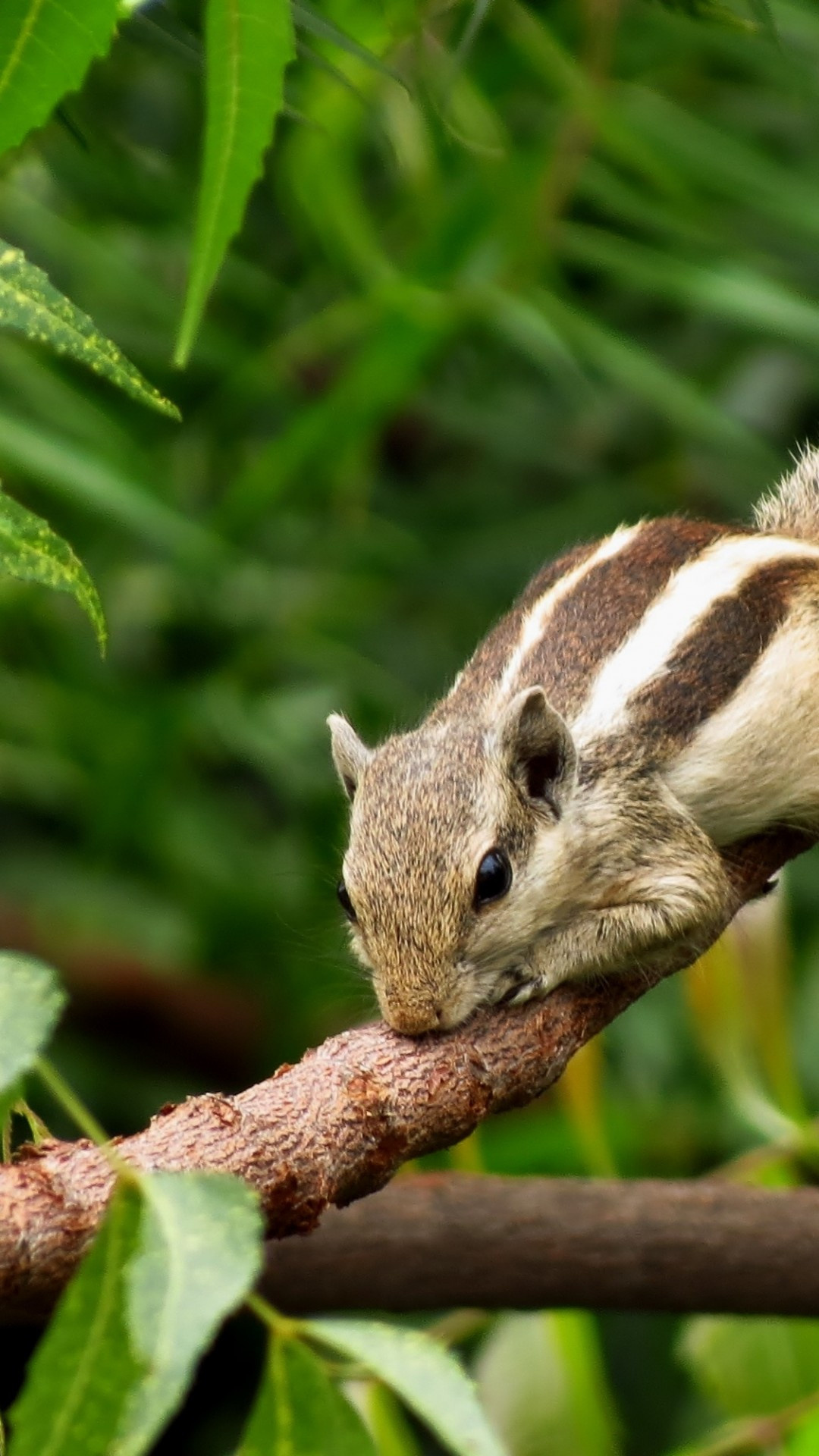 Chipmunk: Live in deciduous forests, woodlands, shrubs and in gardens. 1080x1920 Full HD Wallpaper.