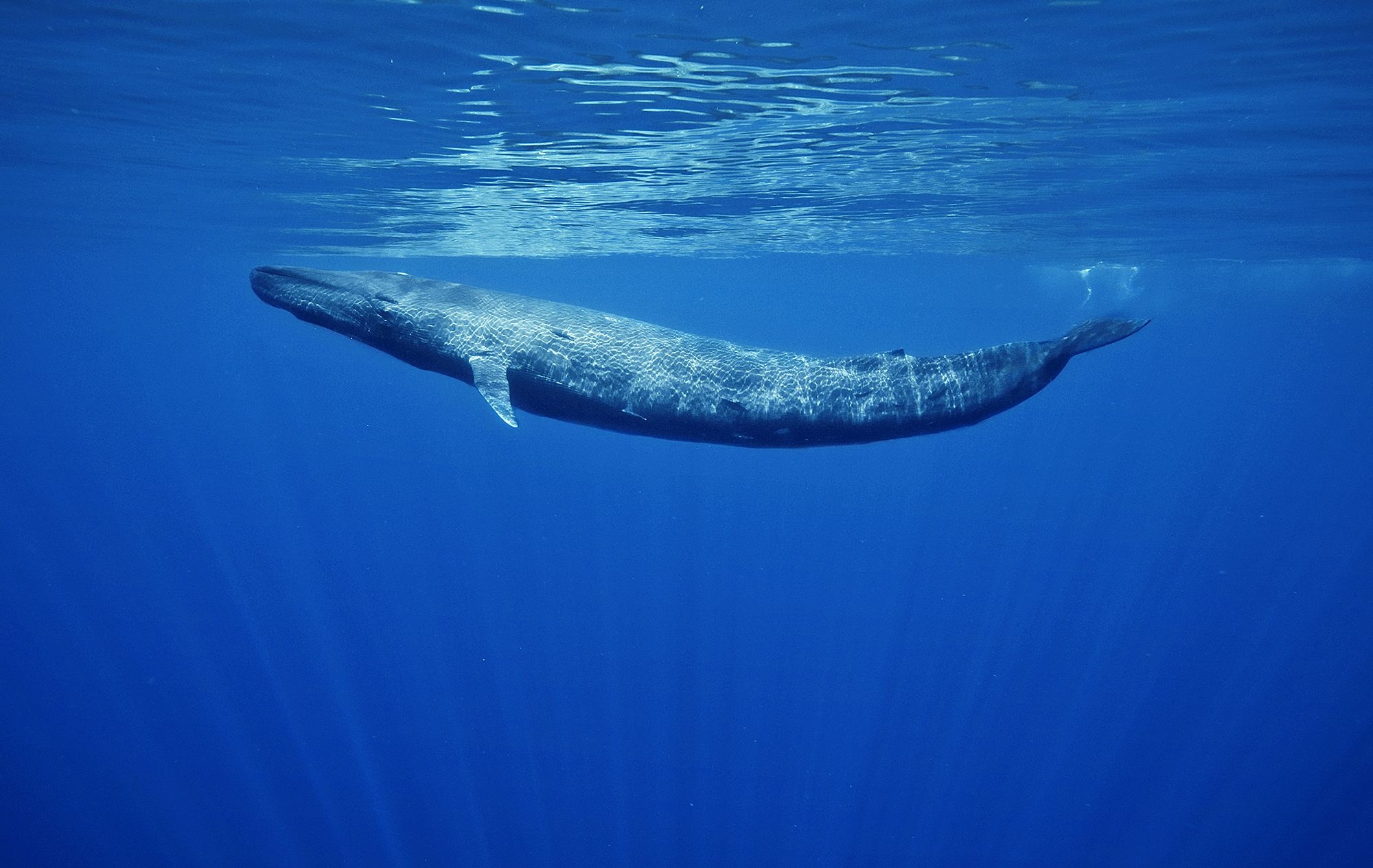 Blue whale animal, Oceanic life, Whales in the wild, Marine mammal wallpaper, 2000x1270 HD Desktop