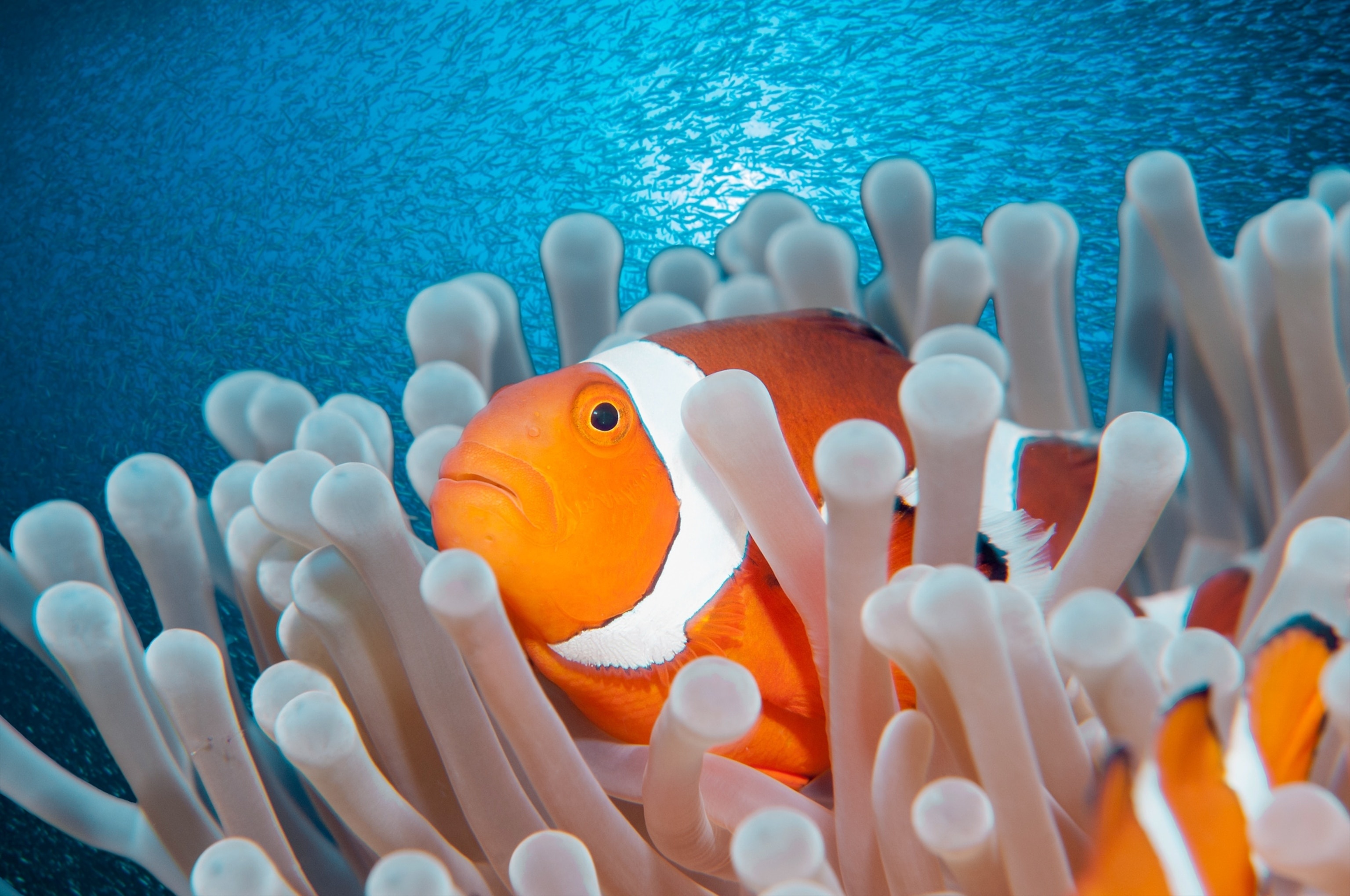 Clownfish, Aquarium, Fish, From, 3080x2040 HD Desktop