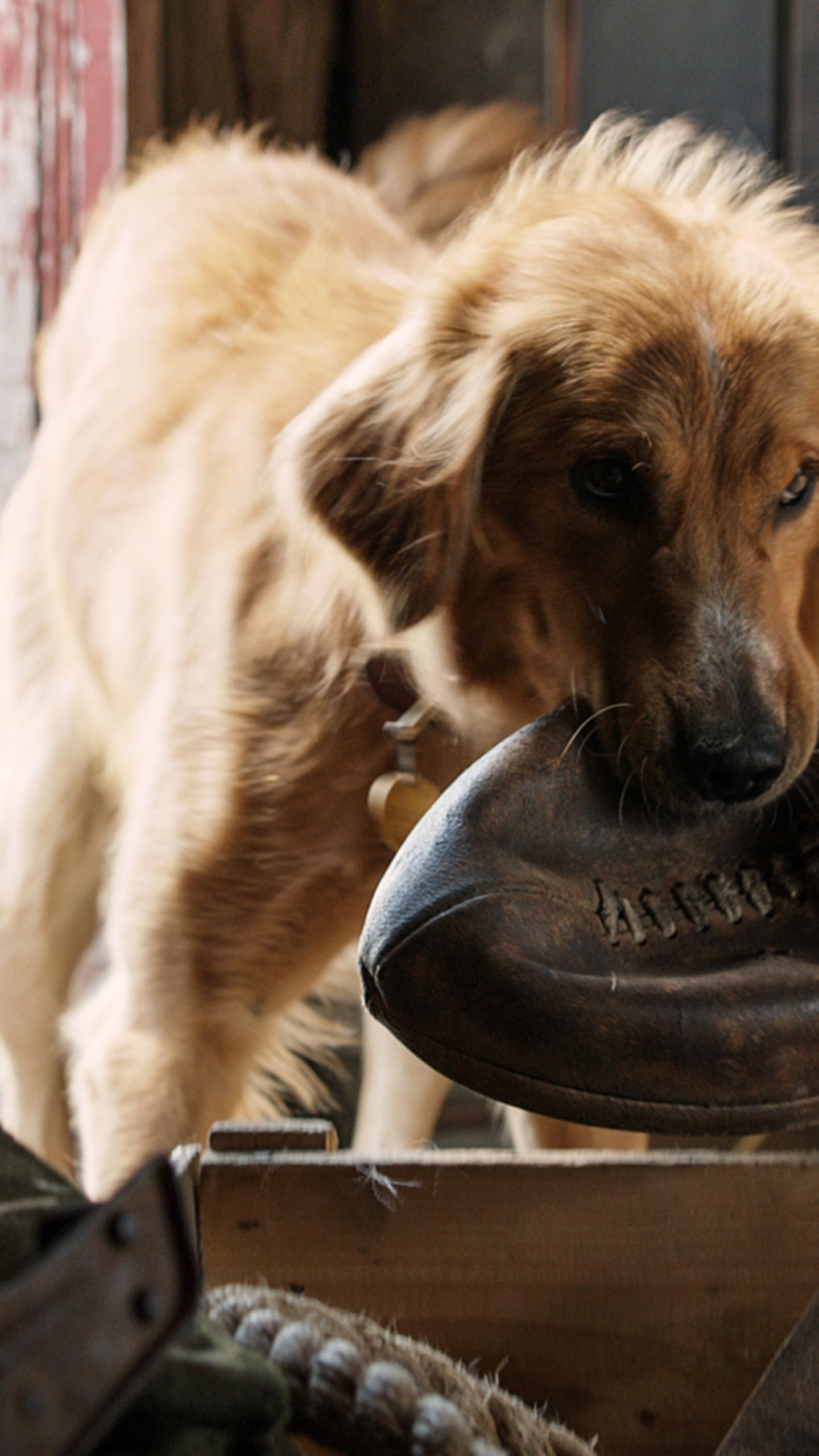 A Dog's Purpose, Best movies, Dog companions, Heartwarming moments, 1440x2560 HD Phone