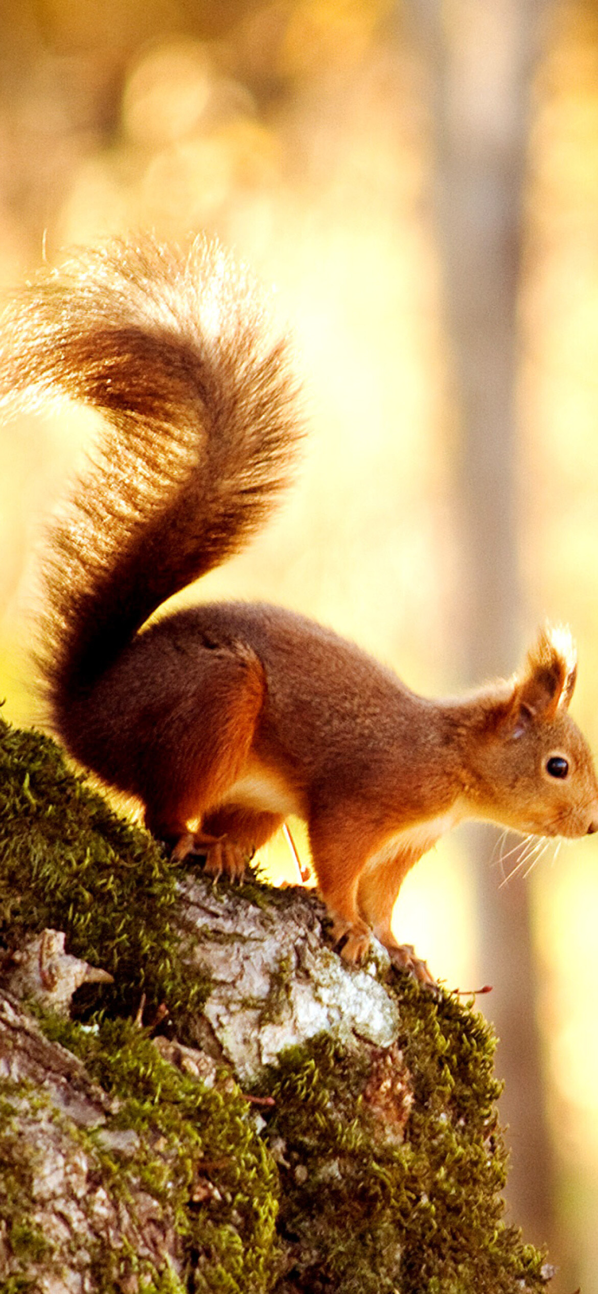 Squirrel: Rodents found across the globe, Chickaree. 1170x2540 HD Wallpaper.