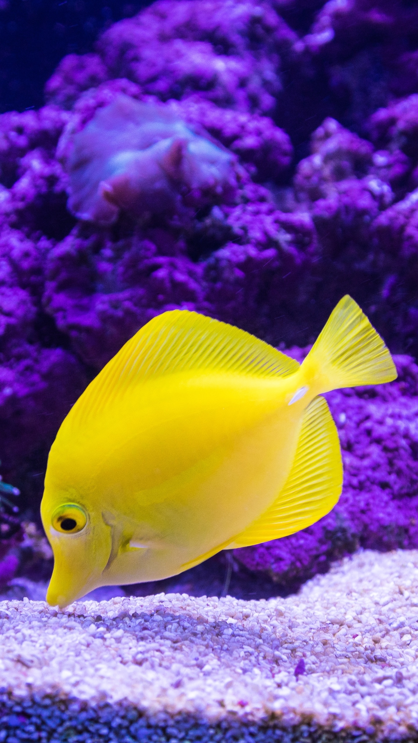 Stunning tropical fish, Vibrant underwater scenes, Tropical fish photography, Oceanic wonders, 1440x2560 HD Handy