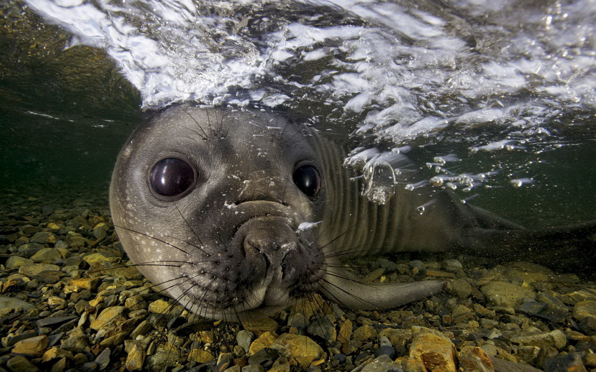 Seal wallpapers, Cute creatures, Marine life, Oceanic beauty, 1920x1200 HD Desktop
