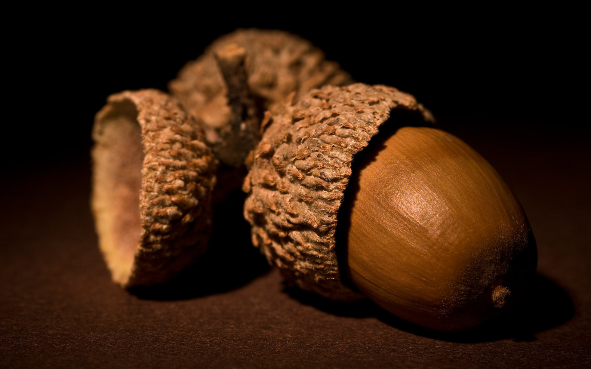 Nuts: Acorn, Contains one seed enclosed in a tough, leathery shell. 1920x1200 HD Wallpaper.