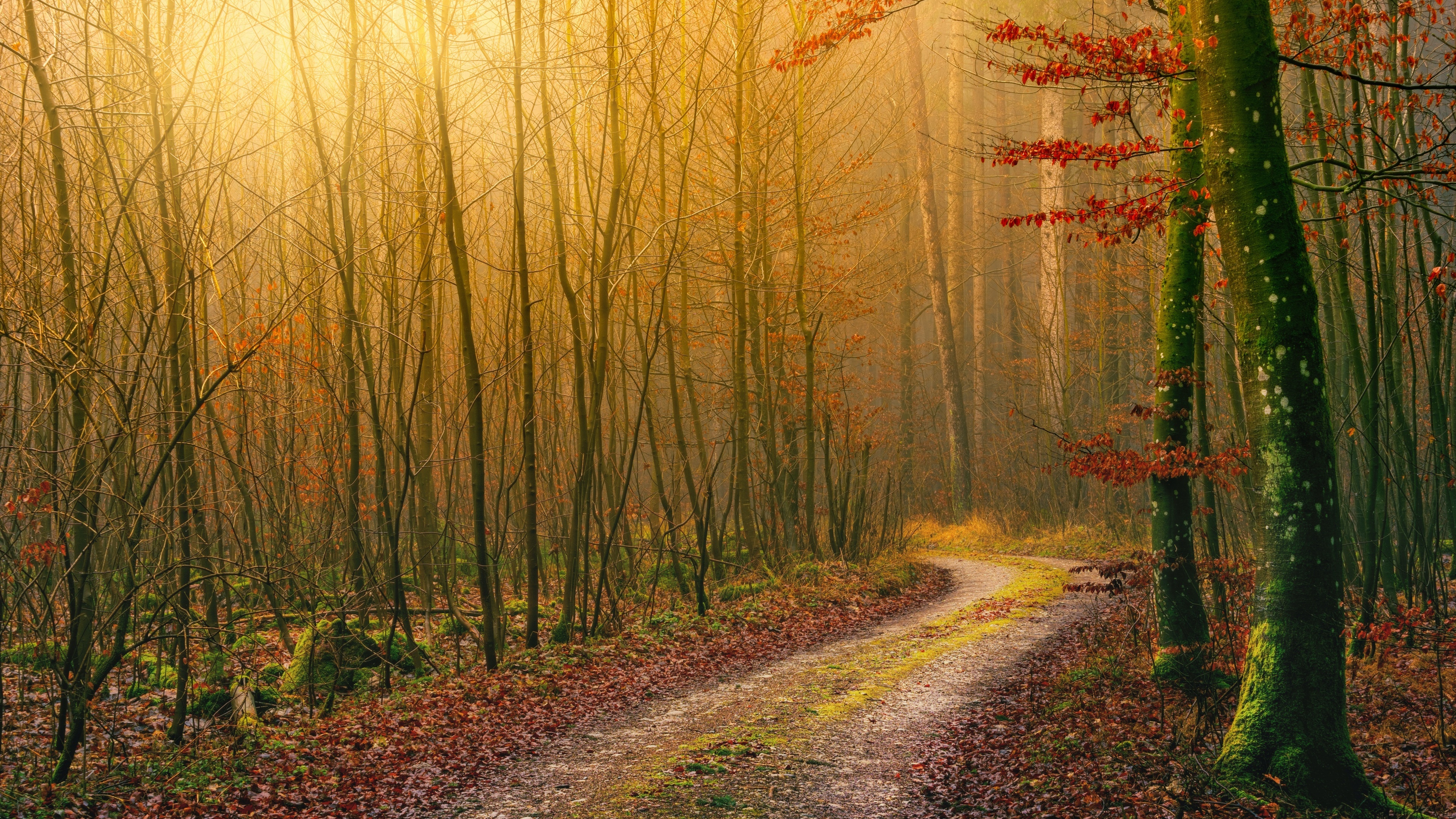 Autumn tranquility, Dirt road curving, Golden foliage, Light-shafted atmosphere, Seasonal change, 3840x2160 4K Desktop