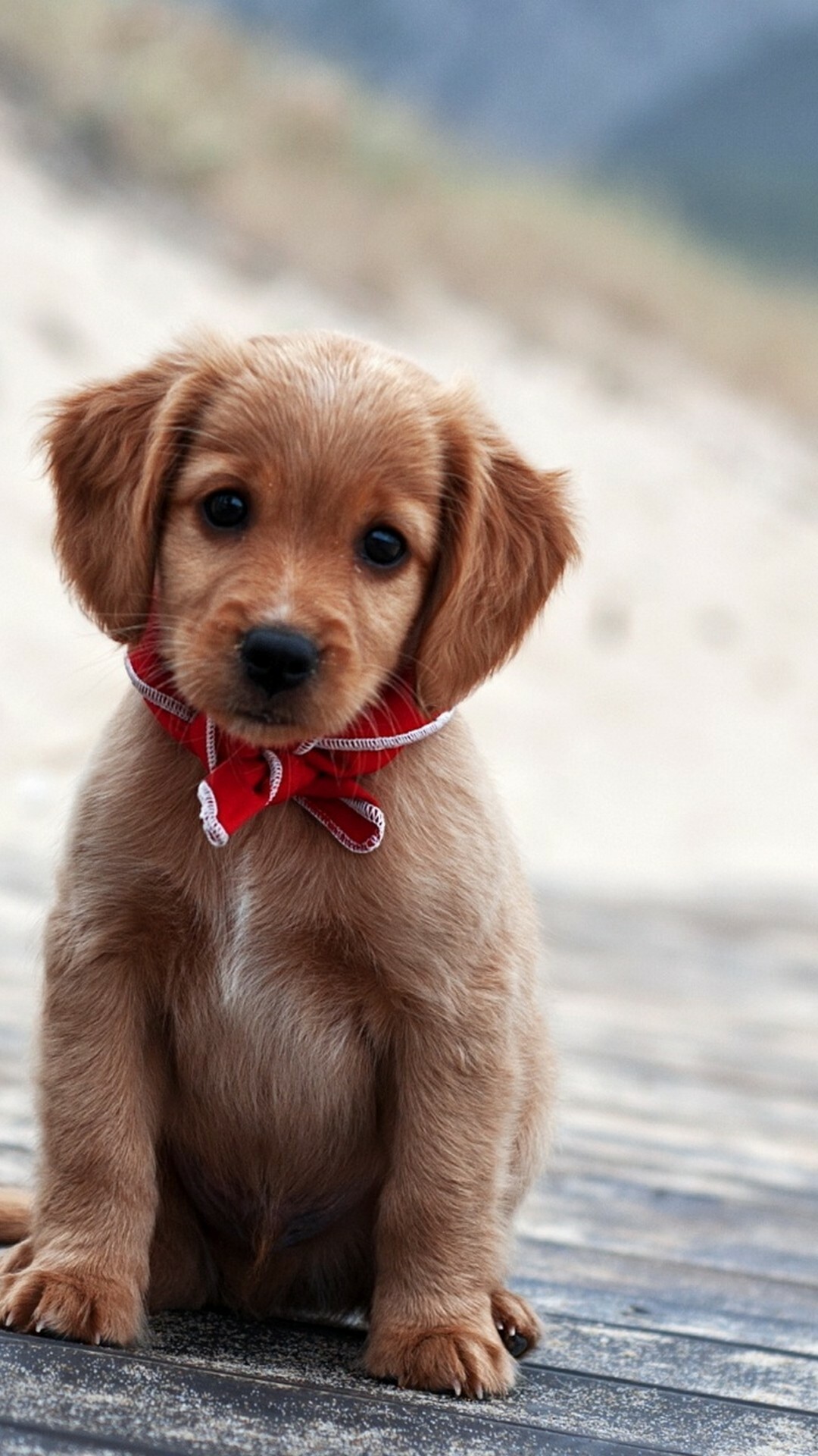 Puppy: A domesticated canine mammal, Referred to as "man's best friend, Pup. 1080x1920 Full HD Wallpaper.