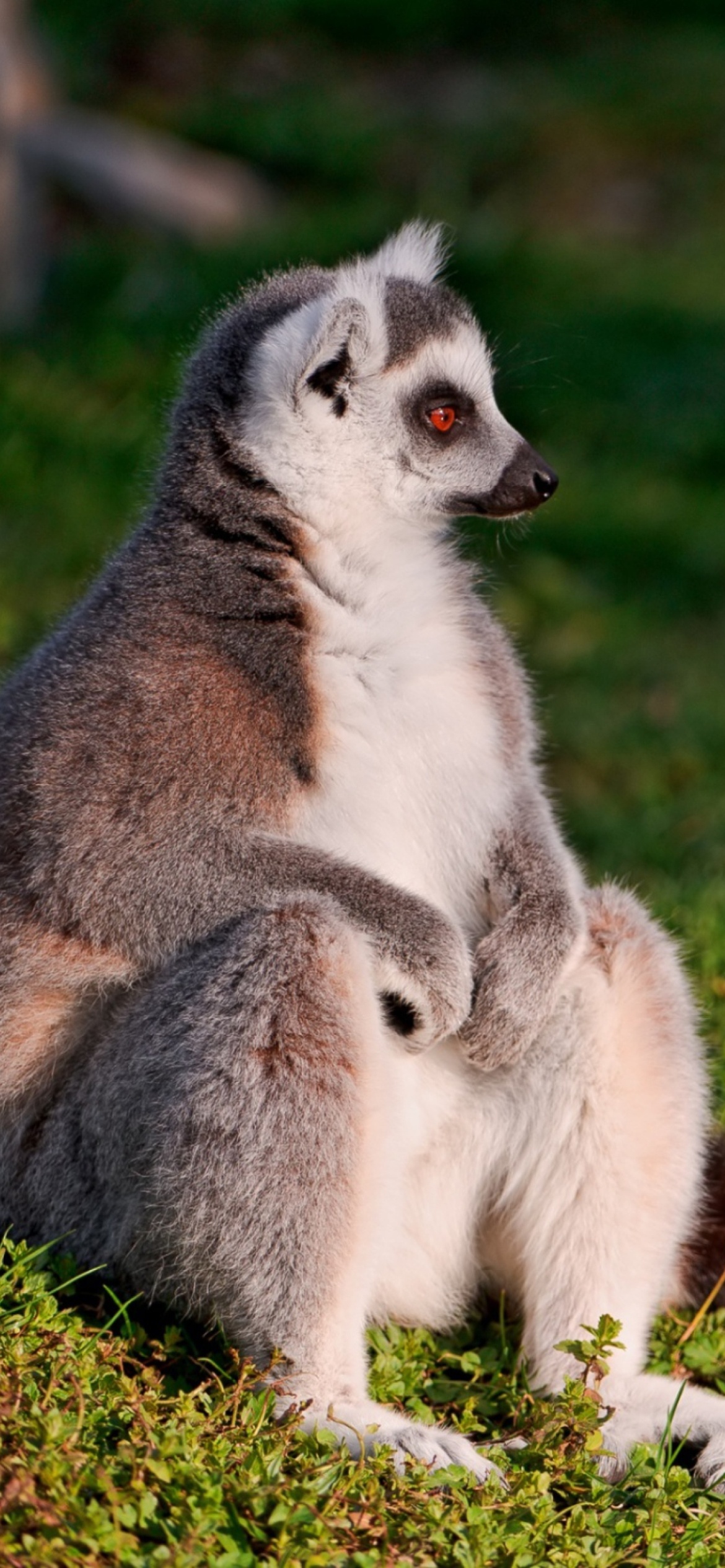 Ring Tailed Lemur, iPhone 11 wallpaper, Wildlife admiration, Mobile delight, 1170x2540 HD Phone