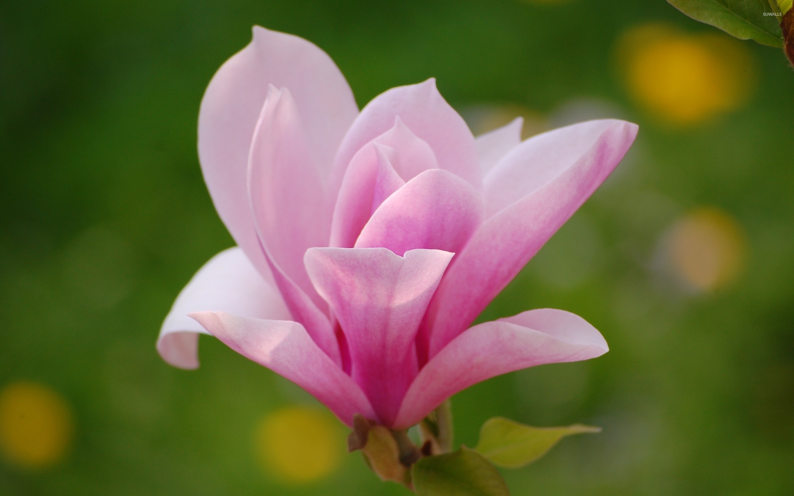 Magnolia's charm, Floral wallpaper, Beautiful blooms, Nature's wonder, 2560x1600 HD Desktop