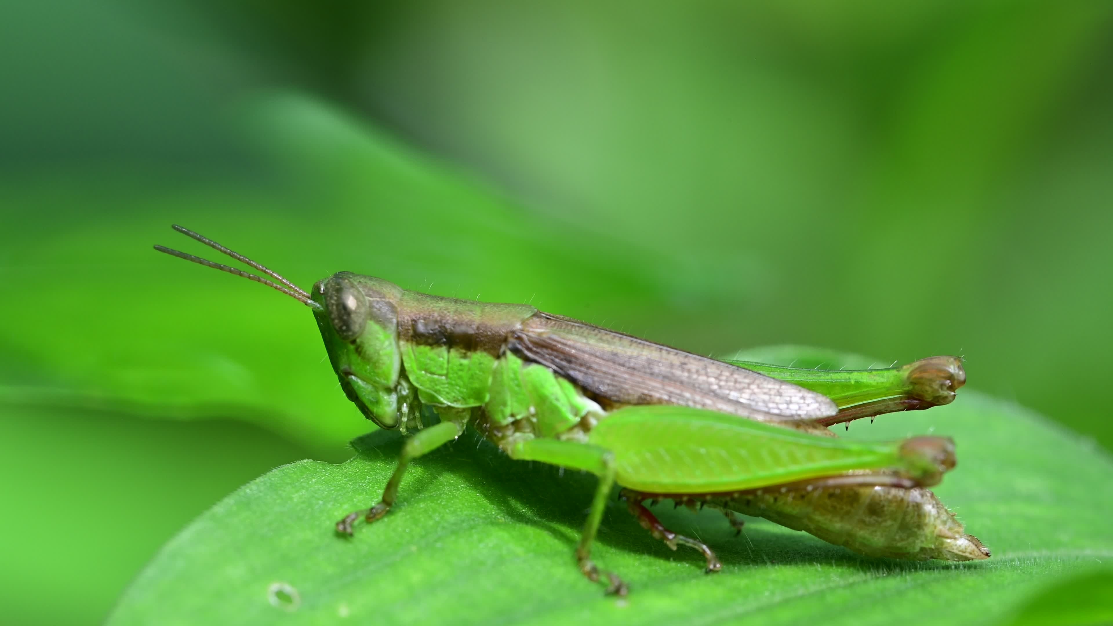 Grasshopper, Video footage, Free download, Nature, 3840x2160 4K Desktop