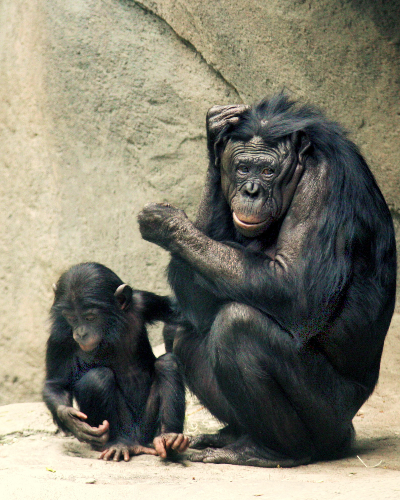 Bonobo, Endearing primate species, Animal HQ wallpapers, 4K bonobo pictures, 1590x1990 HD Handy