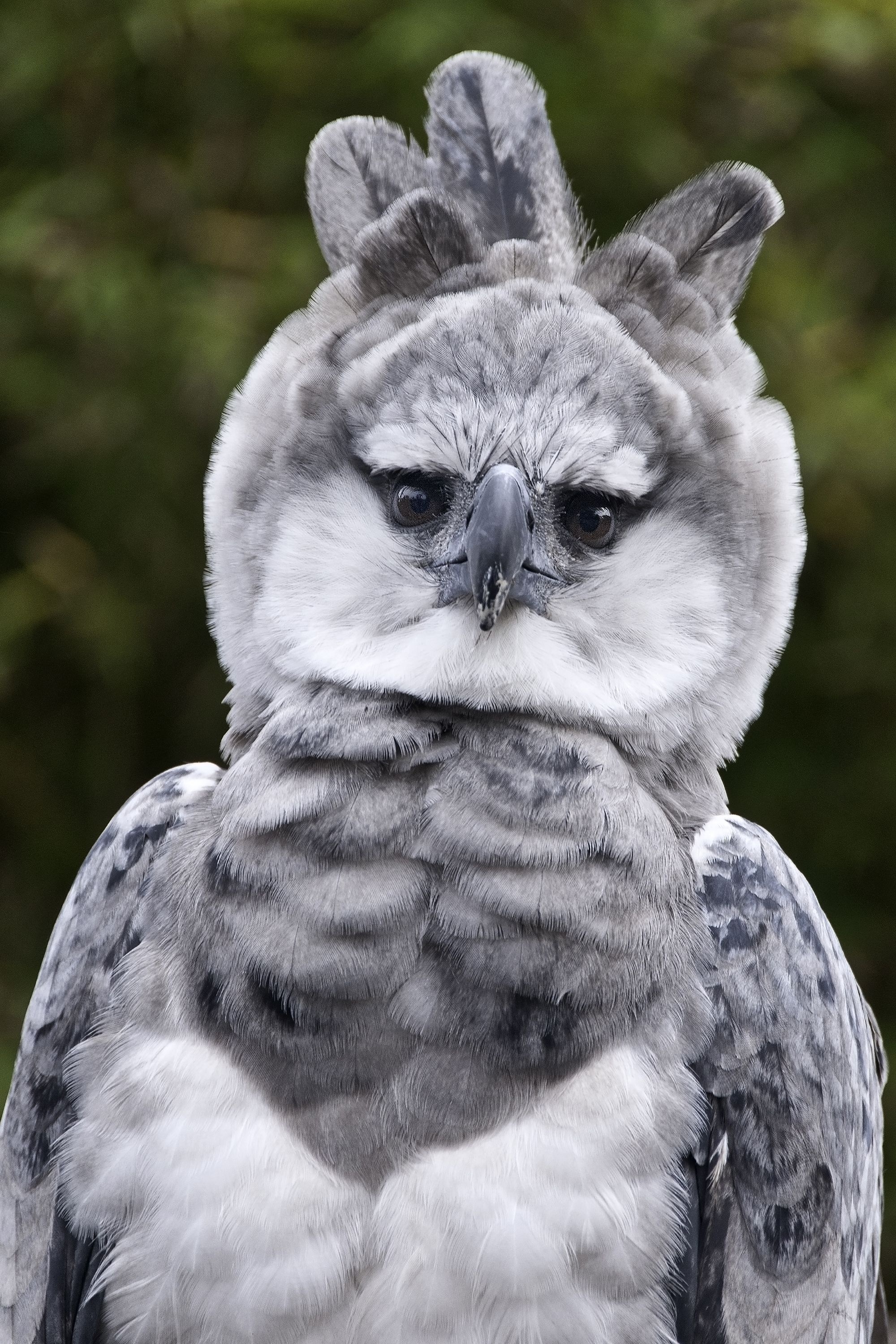Harpy eagle inspiration, Birds of prey collection, Unique avian beauty, Nature's wonders, 2000x3000 HD Phone