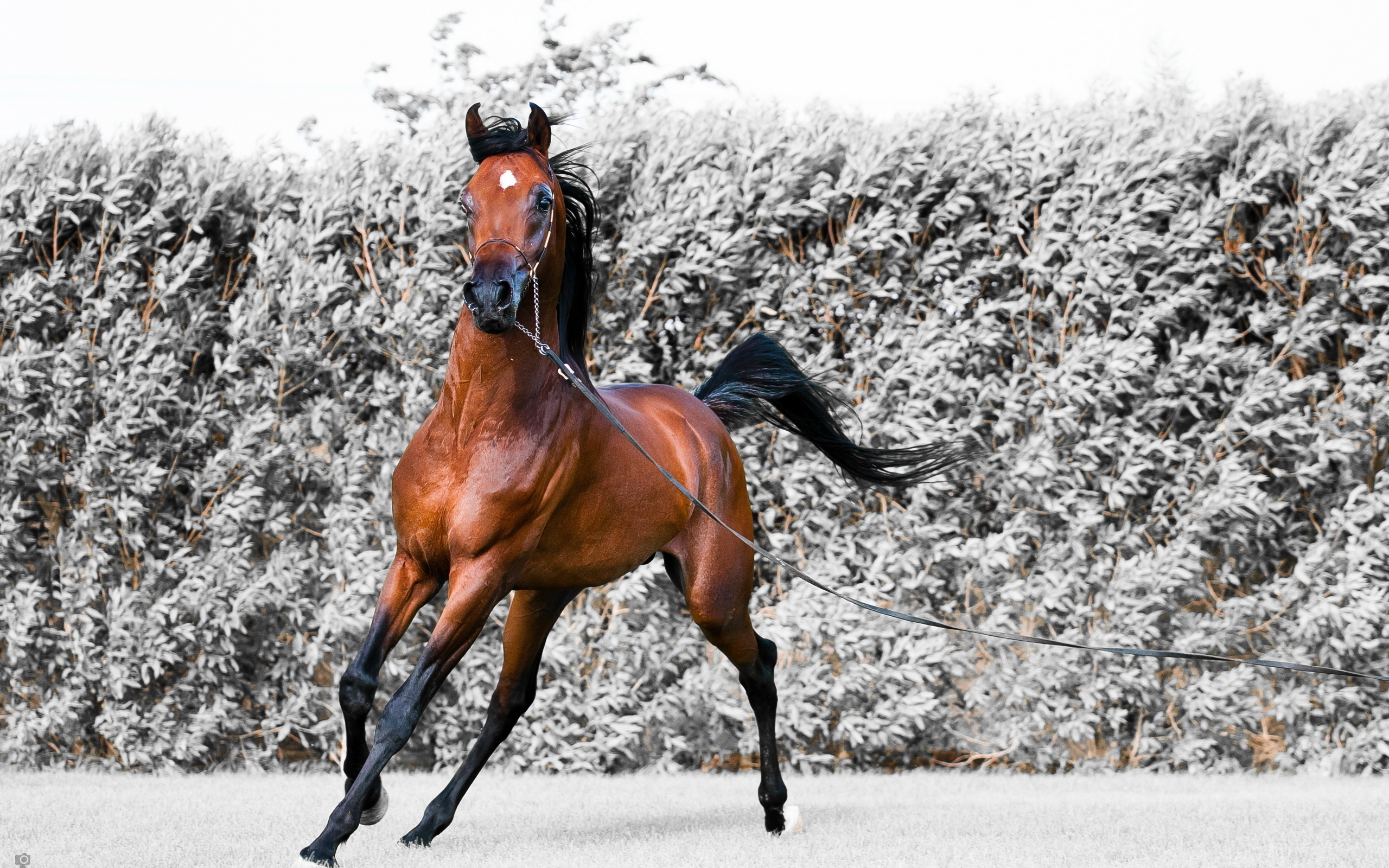Horse: Koheilan, Shagya Arab, Breed, Stallion. 2560x1600 HD Background.