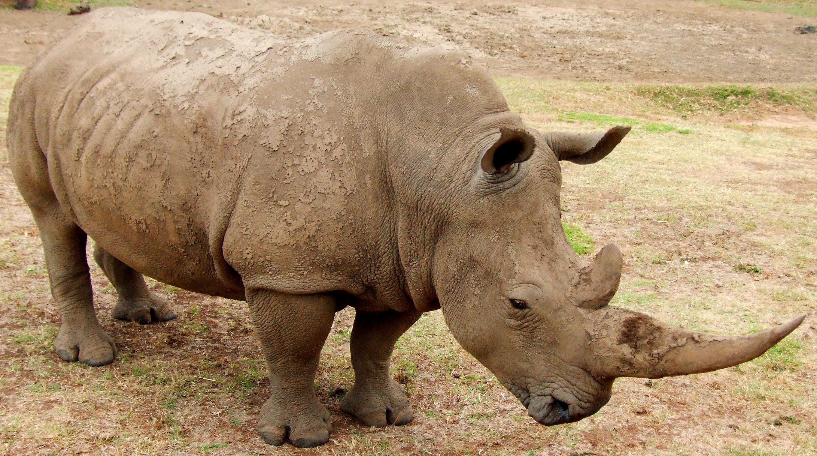 RRC white rhino, Australian pride, Conservation success, Preserving heritage, 2720x1520 HD Desktop
