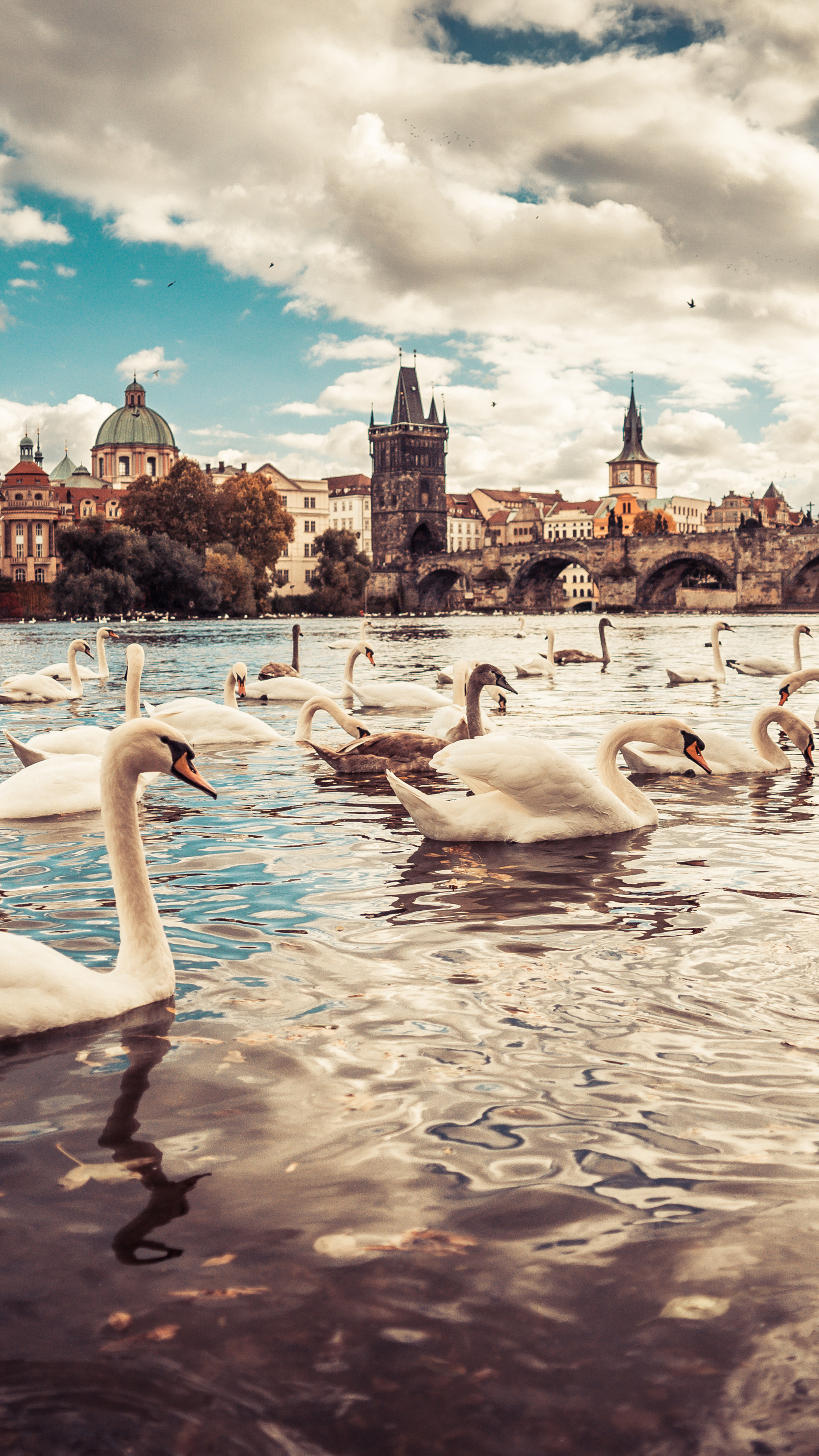 Swans on Moldau River, Czech Republic's beauty, Sony Xperia wallpapers, High-quality background, 2160x3840 4K Phone