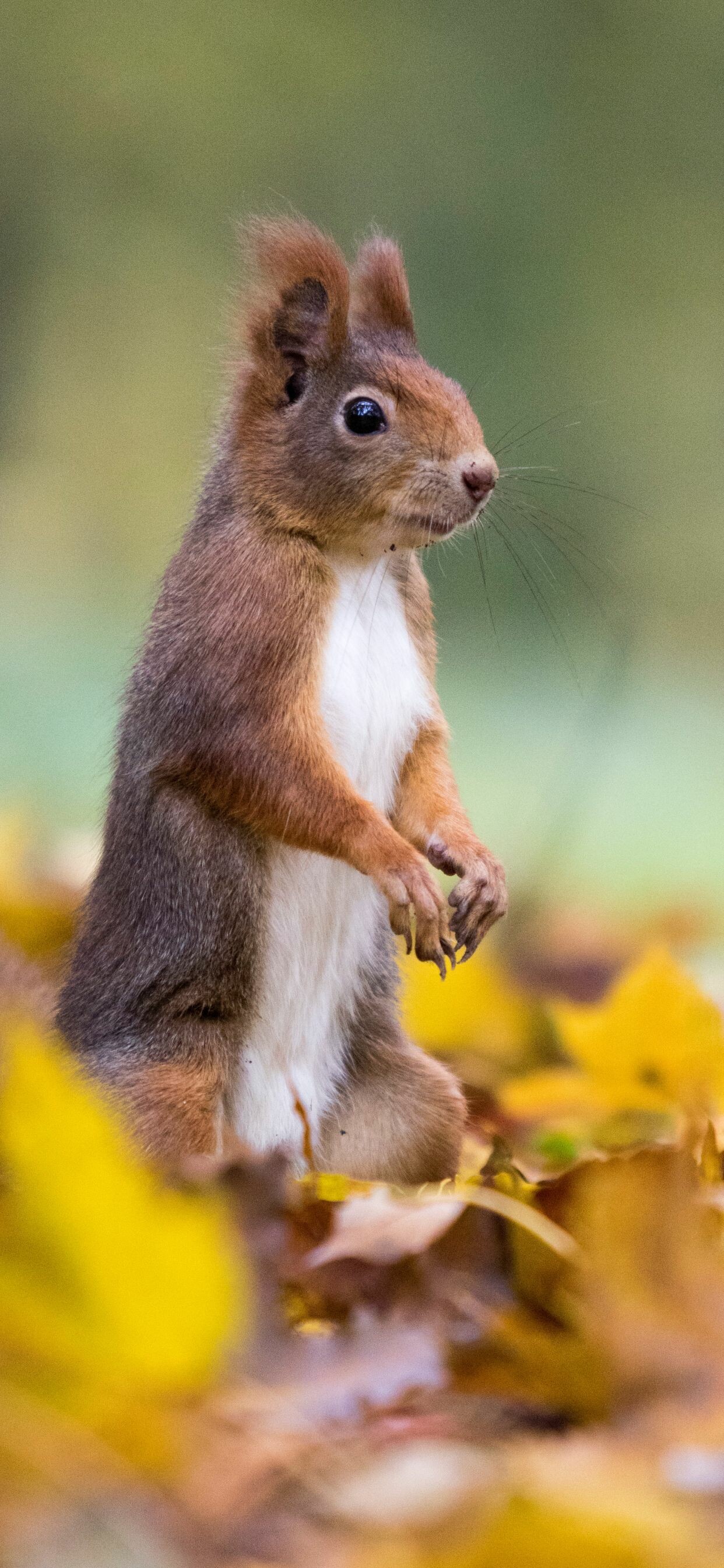 Squirrel: A small animal covered in fur with a long tail. 1250x2690 HD Wallpaper.