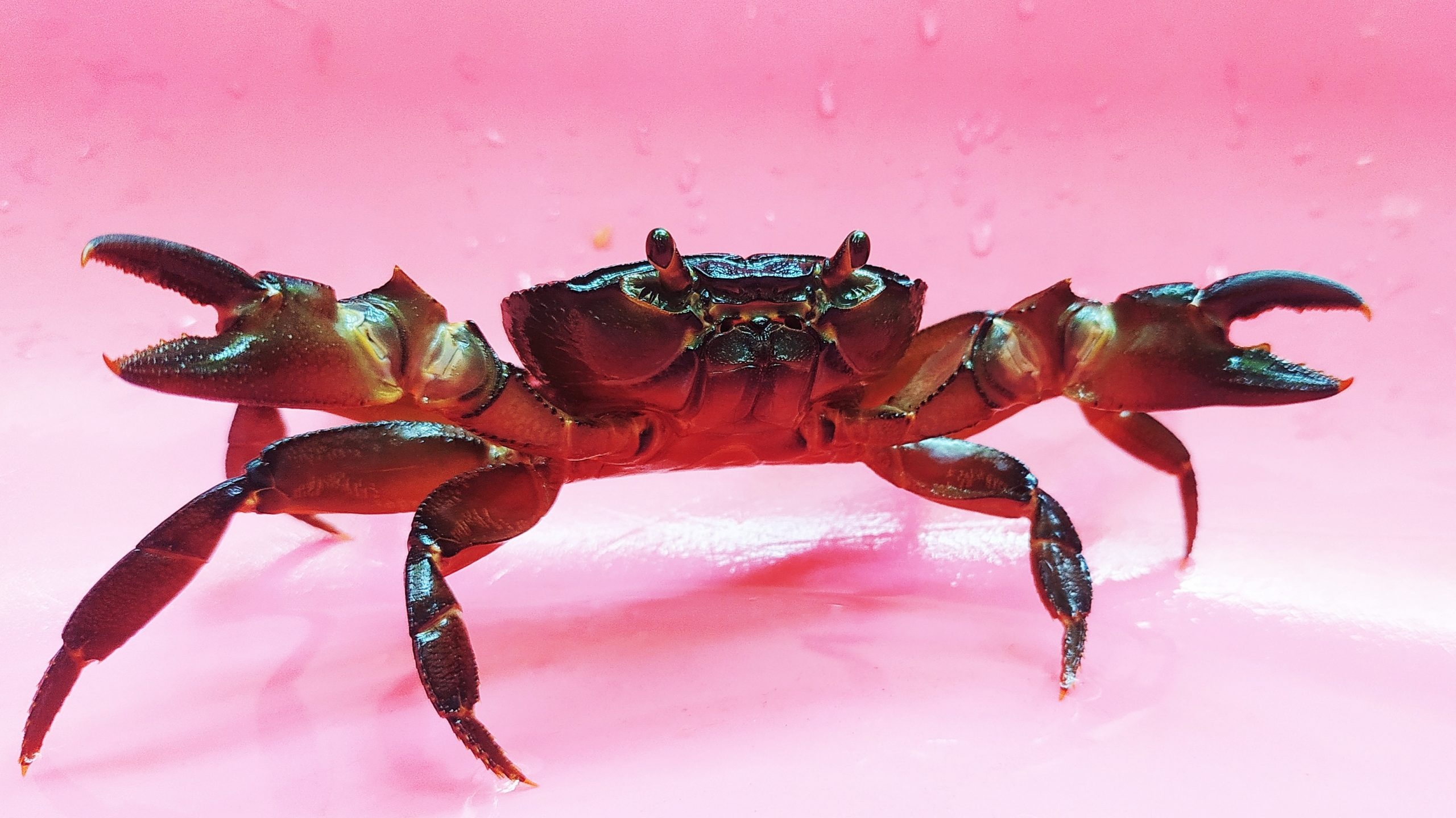 Crab: Start growing their new shells even before they molt. 2560x1440 HD Wallpaper.