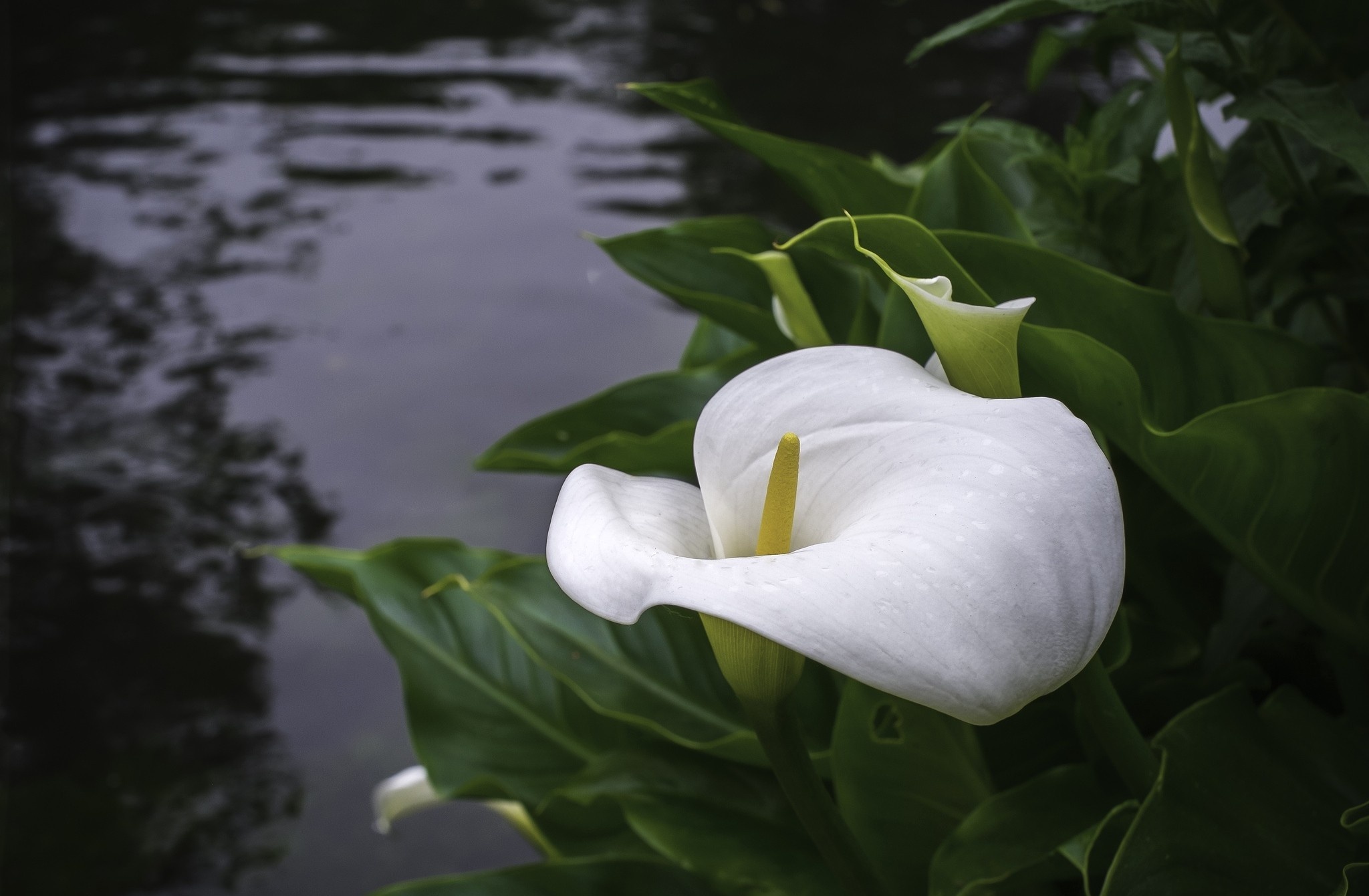 Calla Lily: Inflorescence takes the form of a solitary pseudanthium, with a showy white spathe. 2050x1340 HD Background.