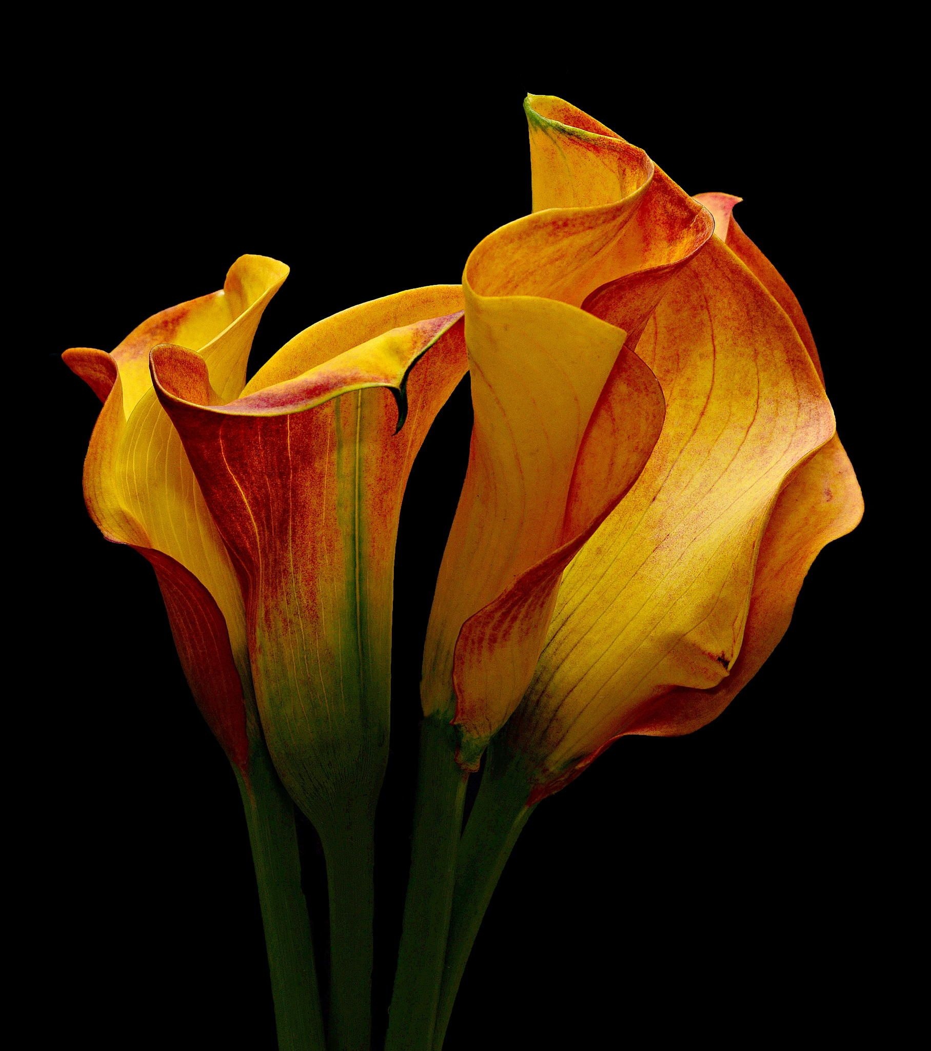 Calla Lily: The genus has been introduced on all continents except Antarctica. 1820x2050 HD Background.