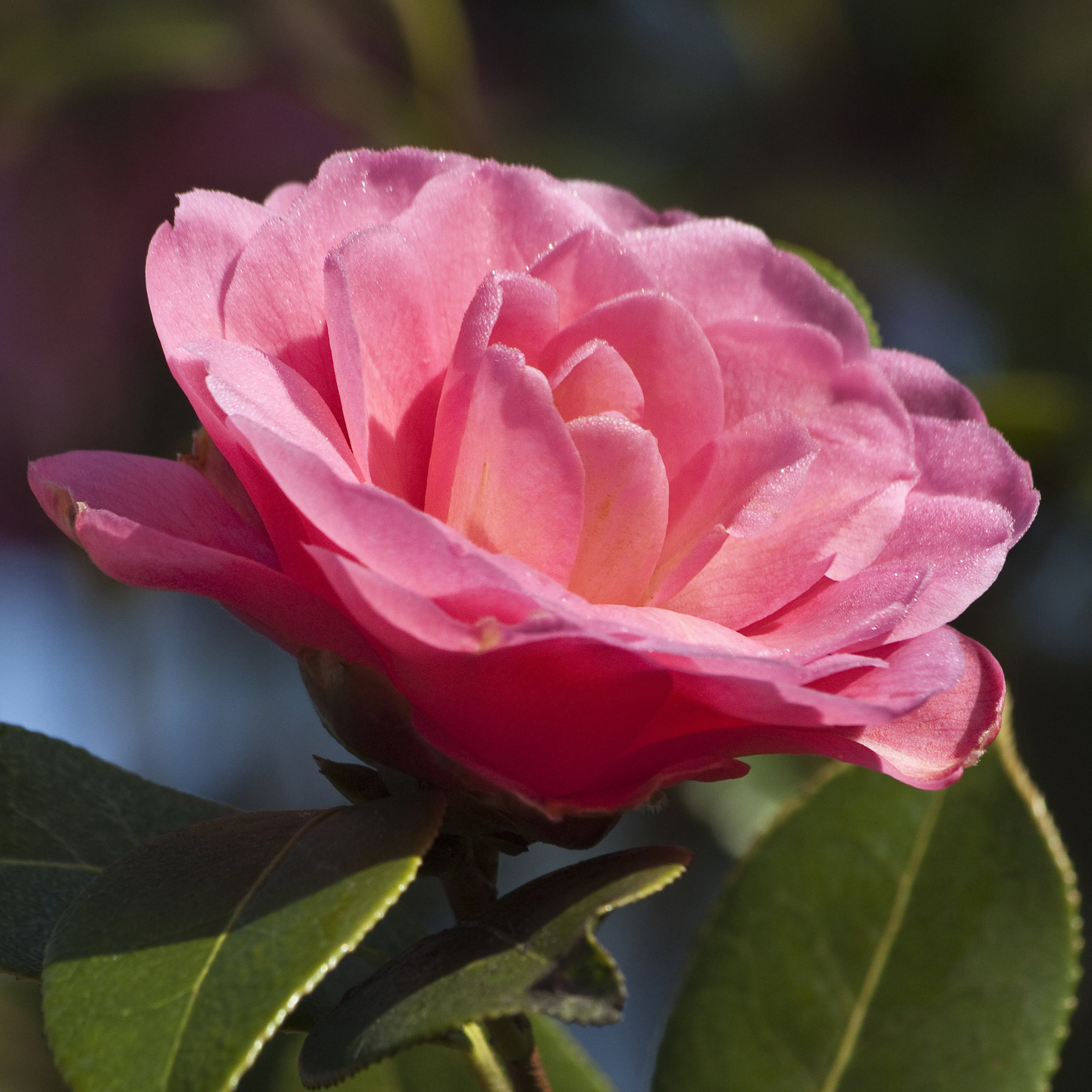 Winter-hardy camellias, Beautiful garden, 2000x2000 HD Phone