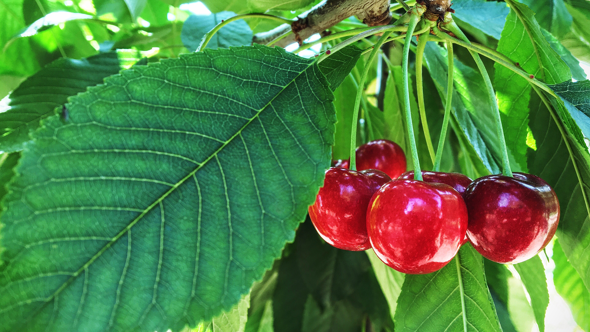 Cherry: Contain melatonin which helps to fight against harmful toxins. 2000x1130 HD Background.