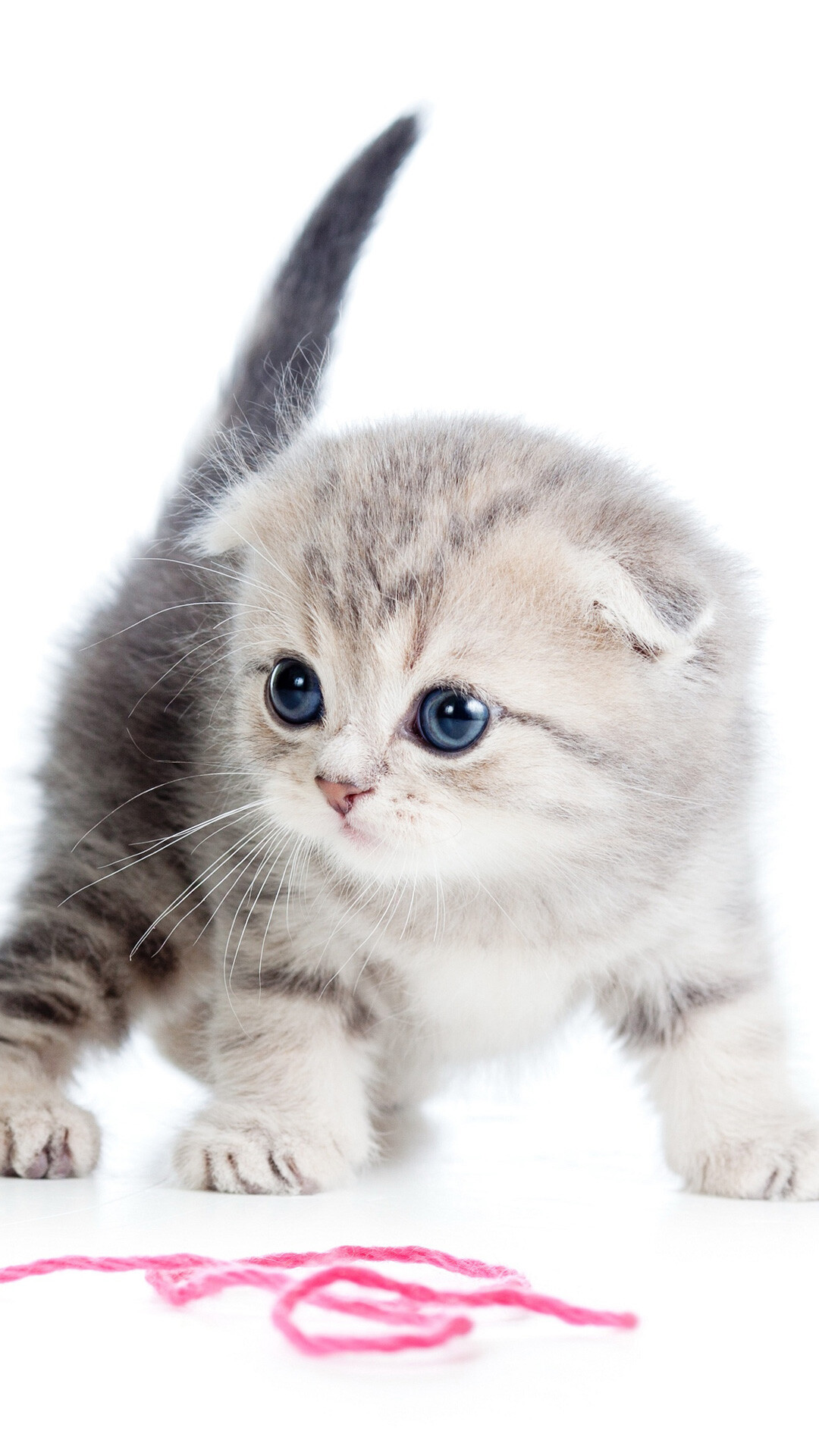 Scottish Fold: Although medium-sized, these cats typically have a compact build. 1080x1920 Full HD Wallpaper.