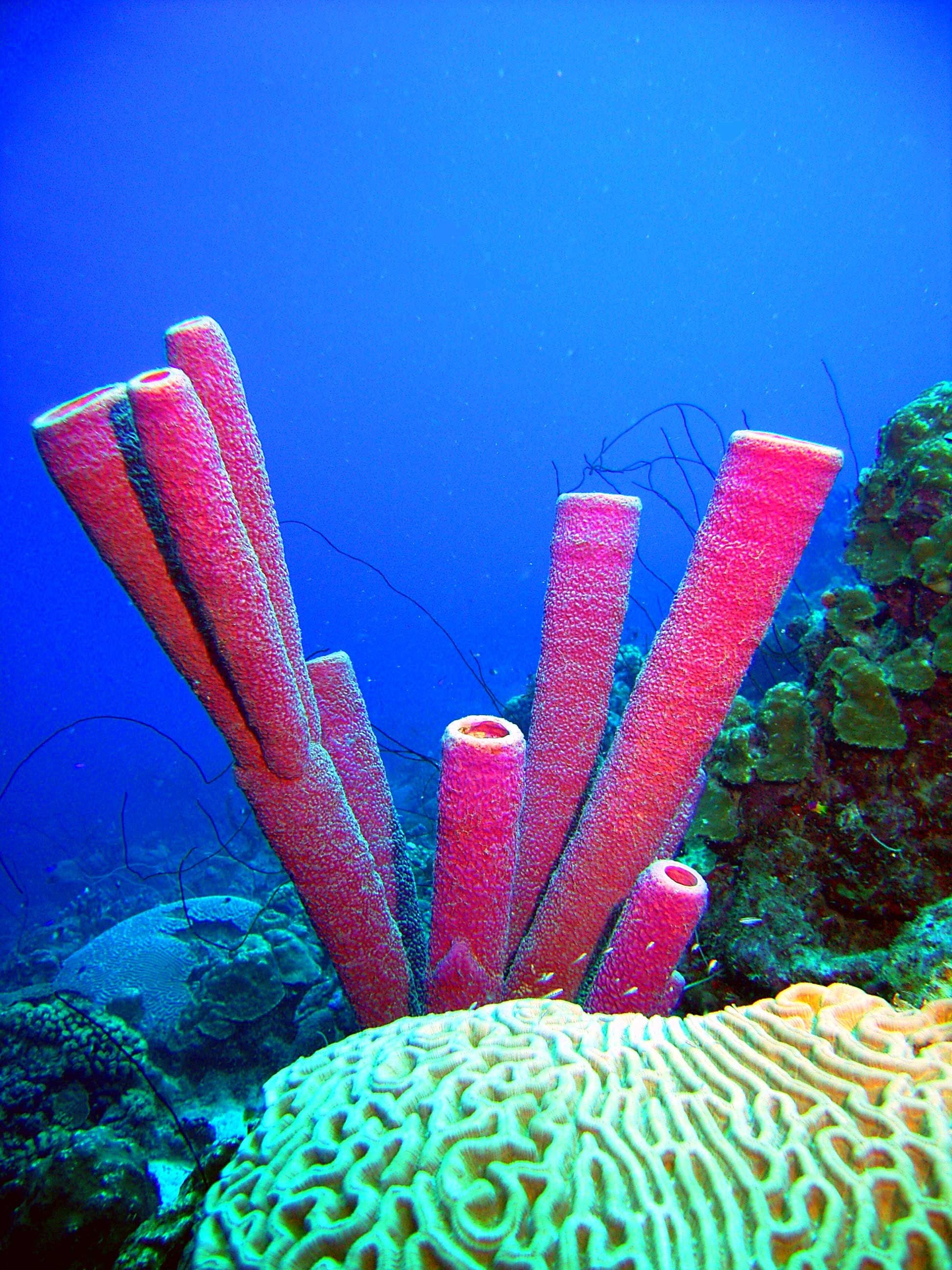 Sea Sponge: Purple Tube Sponges, Marine environment, Incredible creatures. 1950x2600 HD Wallpaper.