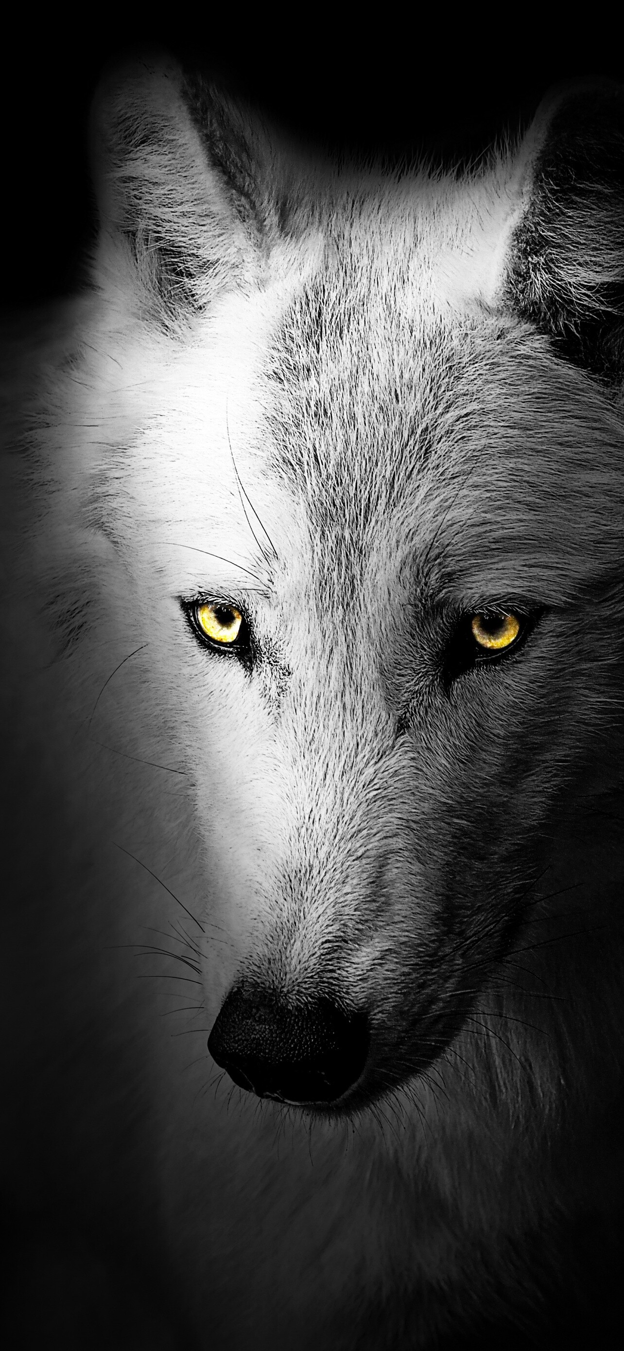 Wolf: In modern times, wolves occur mostly in wilderness and remote areas. 1290x2780 HD Wallpaper.