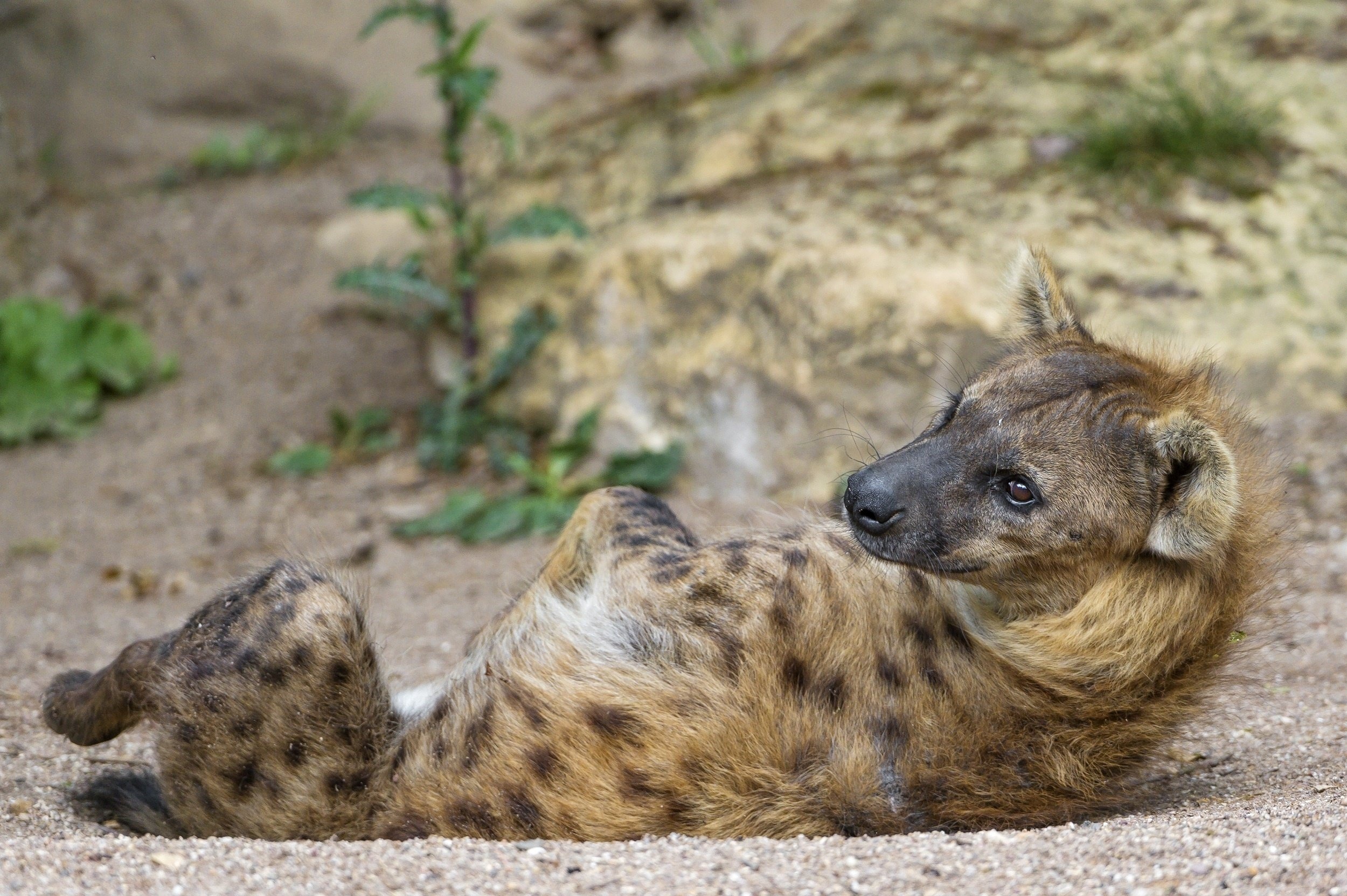 Hyena, Predator's snout, Resting posture, Beautiful lies, 2500x1670 HD Desktop