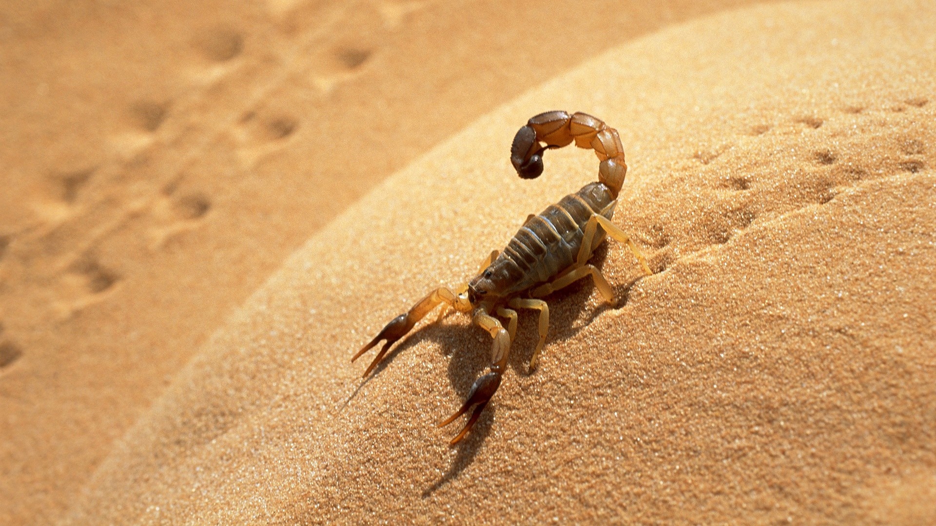 Scorpion sahara desert, Algeria, 1920x1080 Full HD Desktop