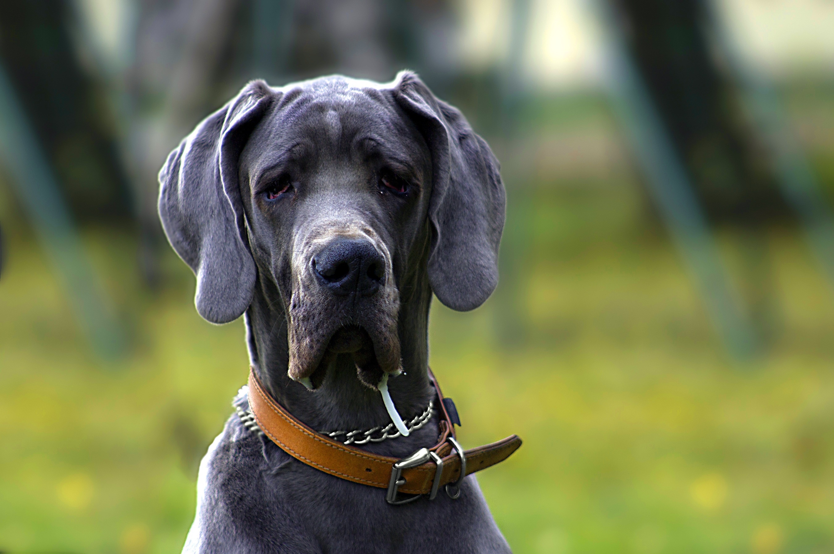 Great Dane: A real family companion, A tall and elegant dog, Formidable size (up to 175 pounds). 2710x1800 HD Background.