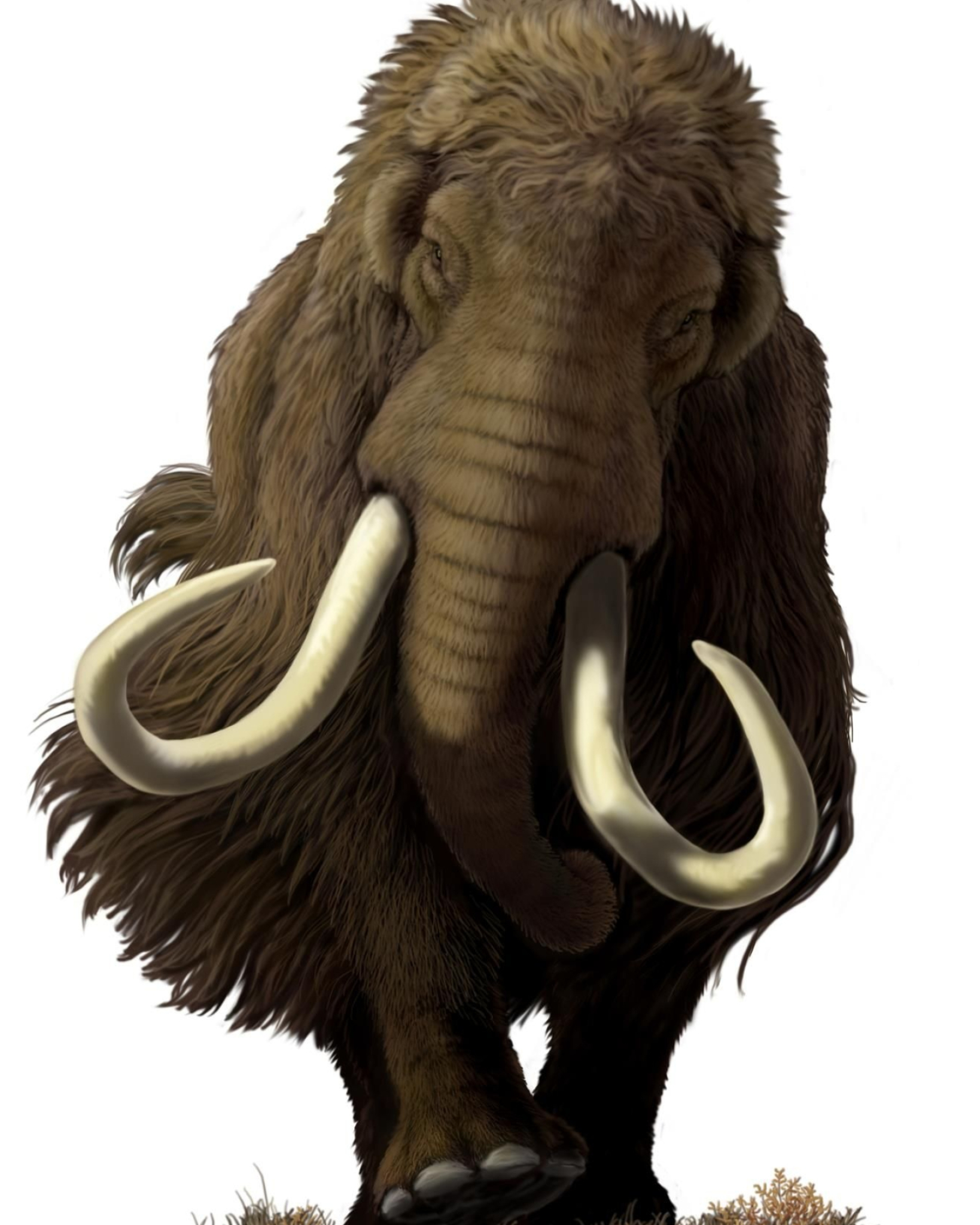 Mammoth ideas, Anatomi hewan, Prasejarah, Ancient creature, 1640x2050 HD Handy